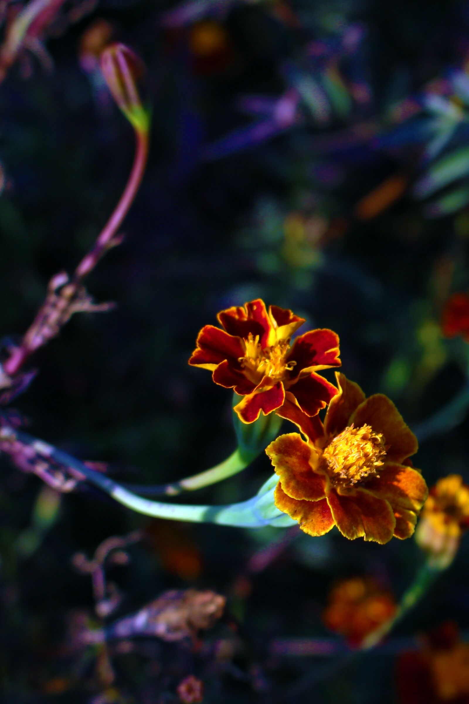 Canon EOS 700D (EOS Rebel T5i / EOS Kiss X7i) sample photo. Flower meadow, marigold, colorful photography