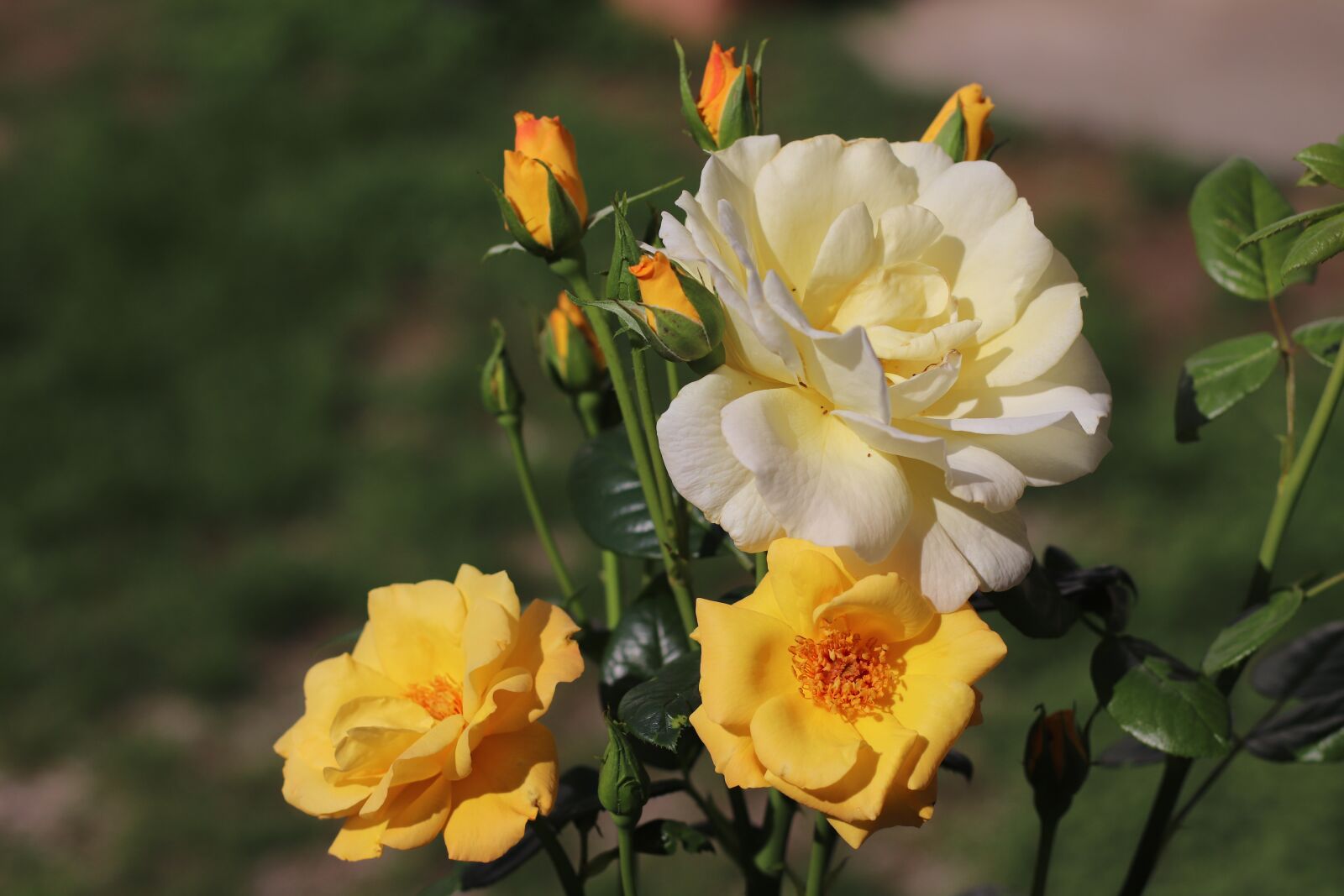 Canon EF 50mm F1.4 USM sample photo. Rose, blossom, bloom photography