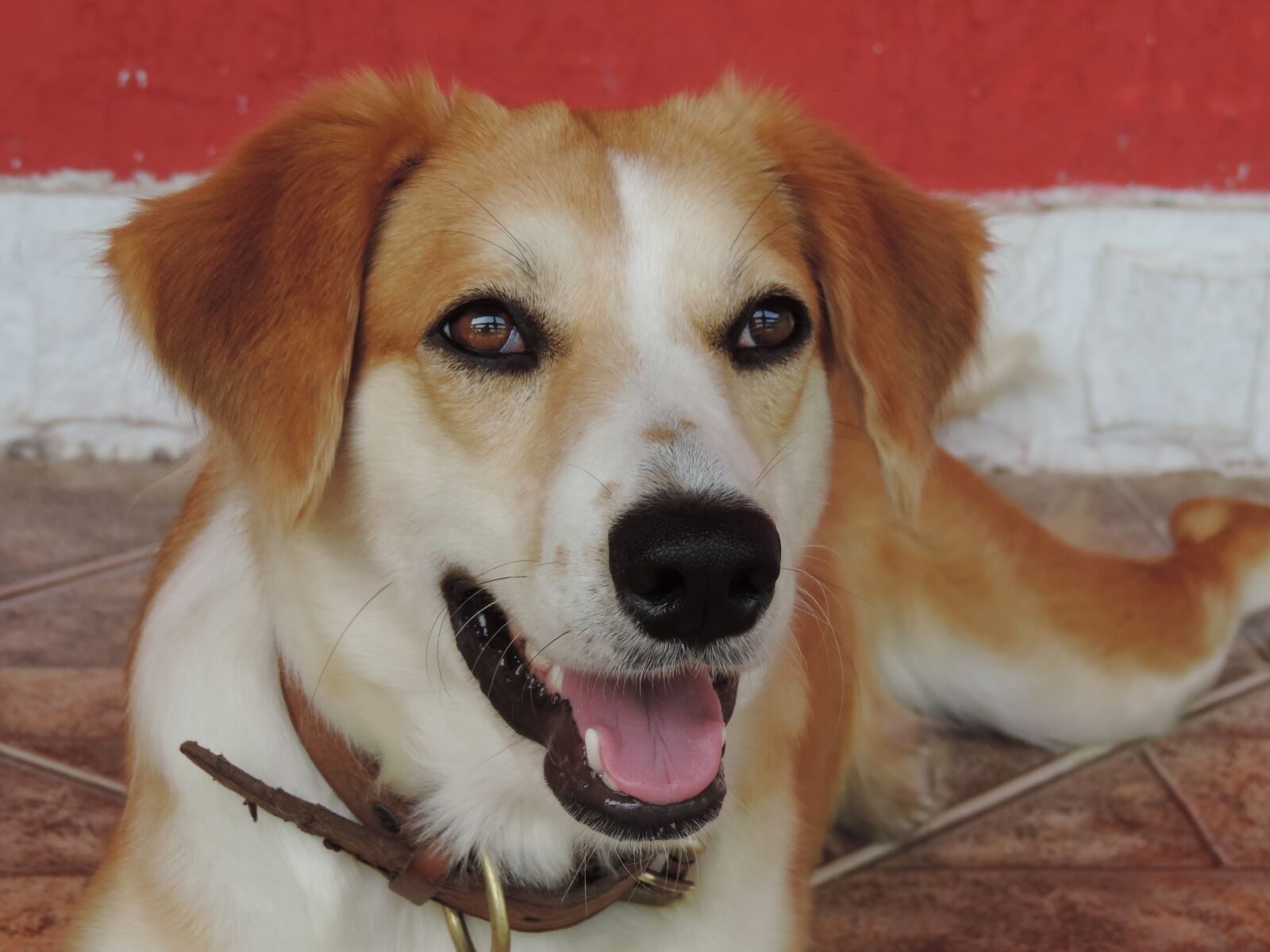 Nikon Coolpix P520 sample photo. Dog, a, happy photography