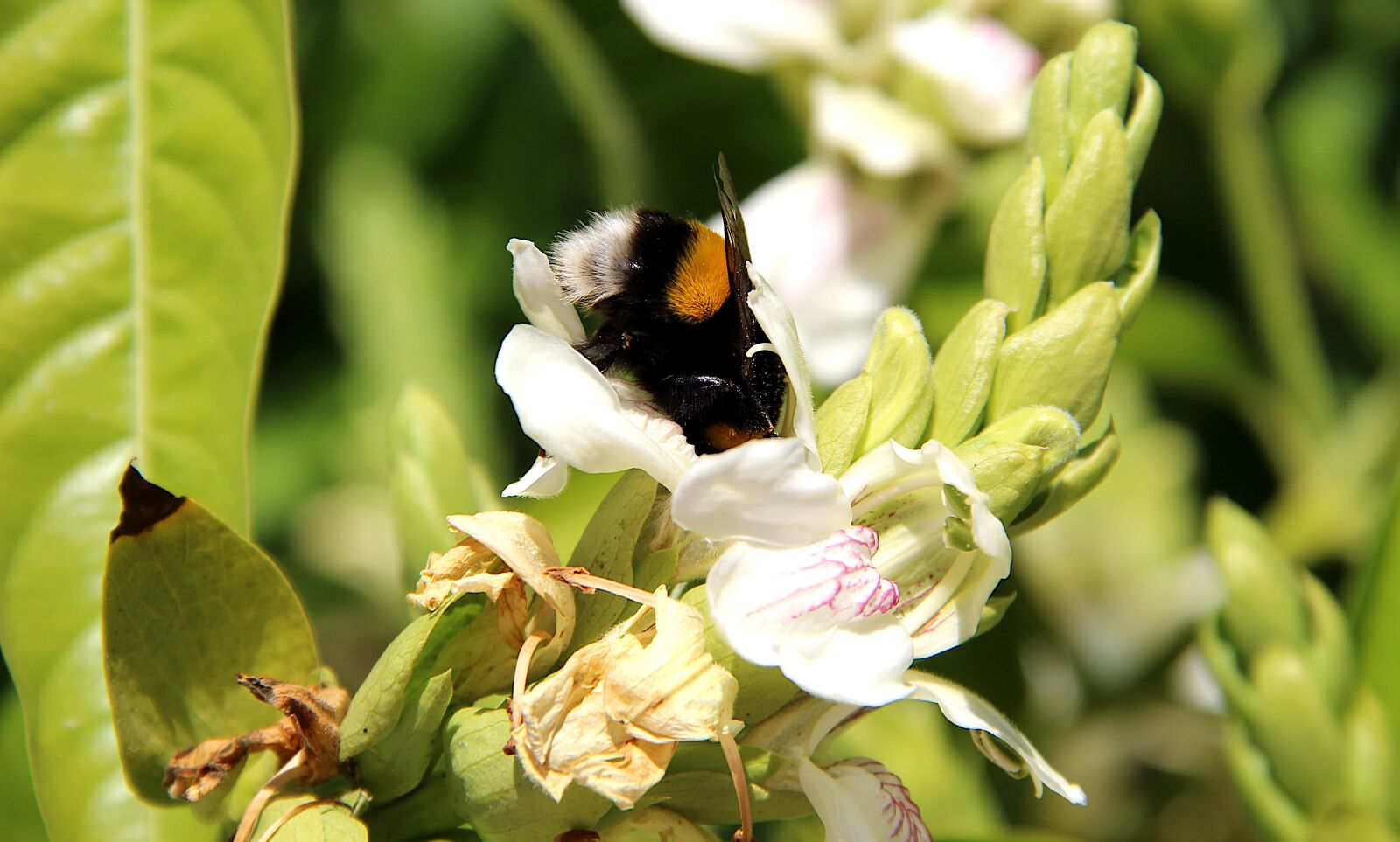 Canon EOS 4000D (EOS Rebel T100 / EOS 3000D) sample photo. Bumble bee, bee, flower photography