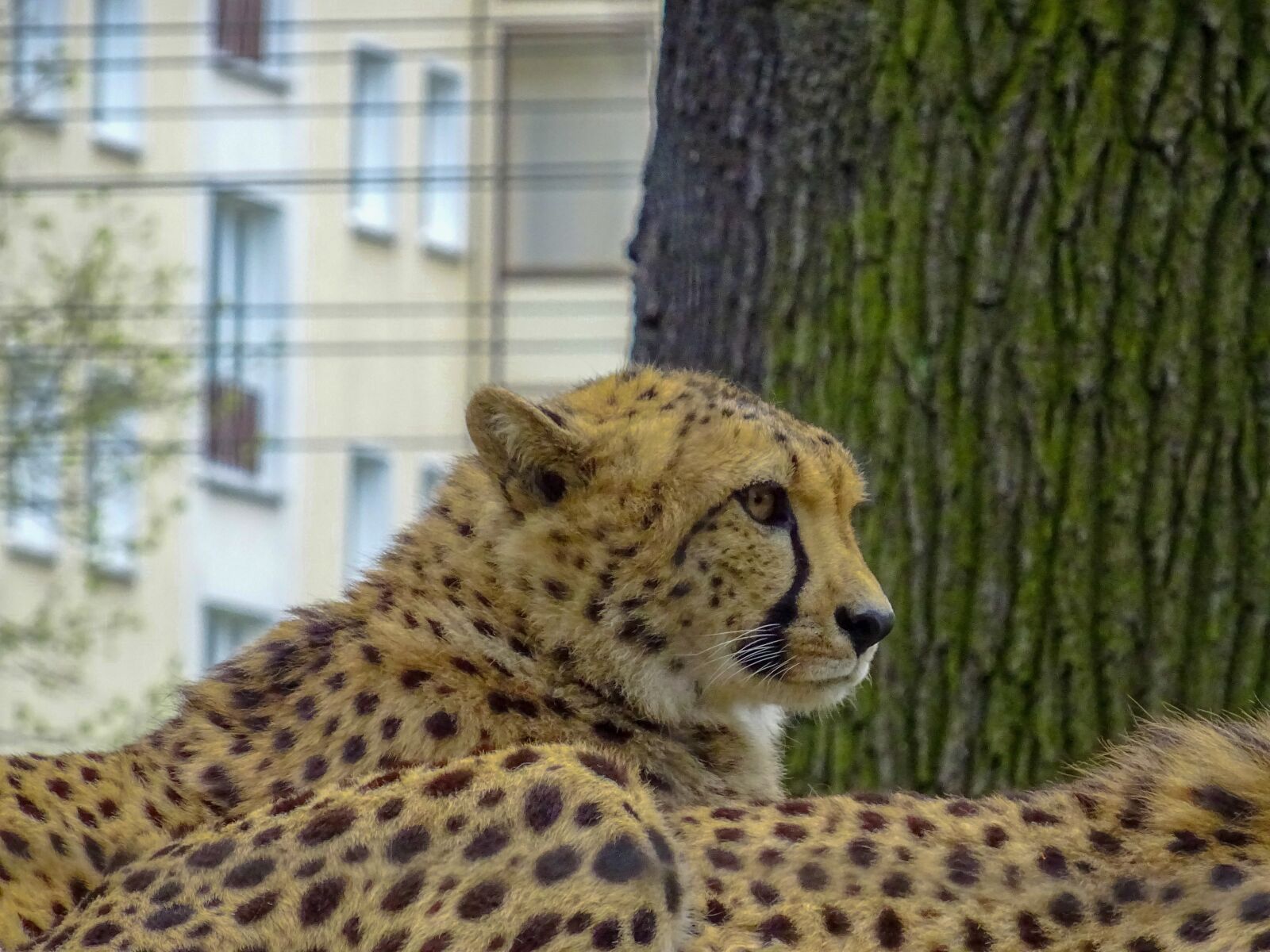 Sony DSC-HX60 sample photo. Leopard, wildlife, wildanimal photography