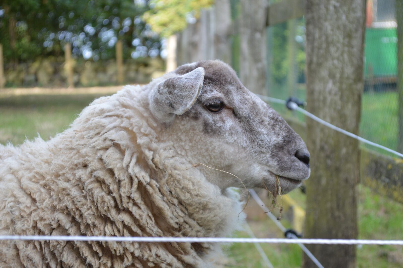 Nikon D3200 sample photo. Sheep, close up, farm photography