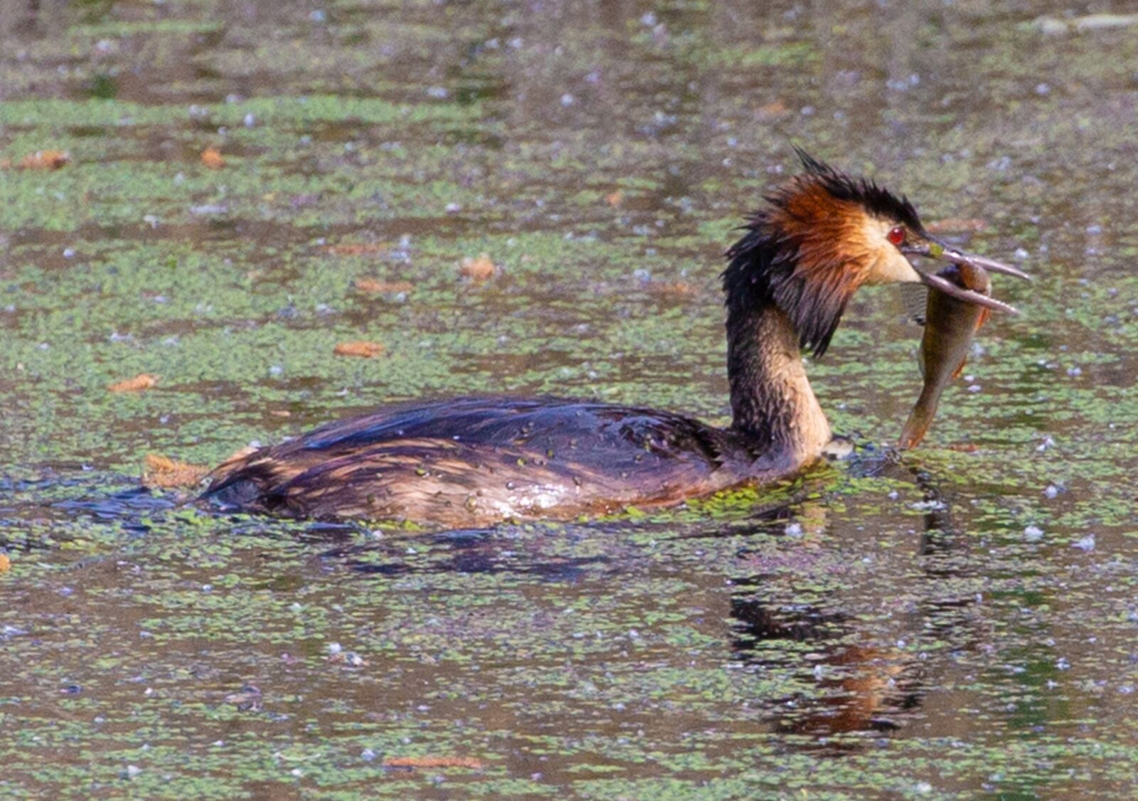 Canon EOS 5D Mark III sample photo. Great crested grebe, crested photography