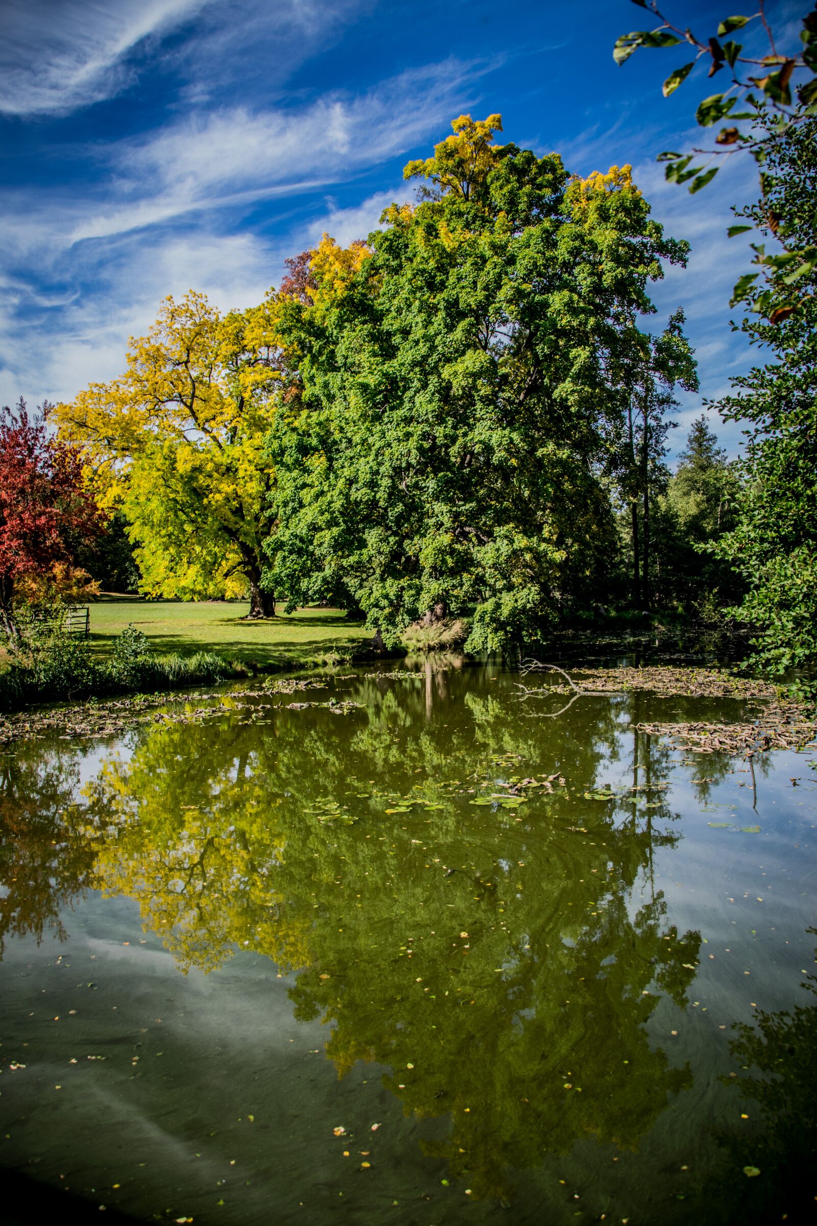 Nikon D5300 sample photo. Park, trees, reflection photography