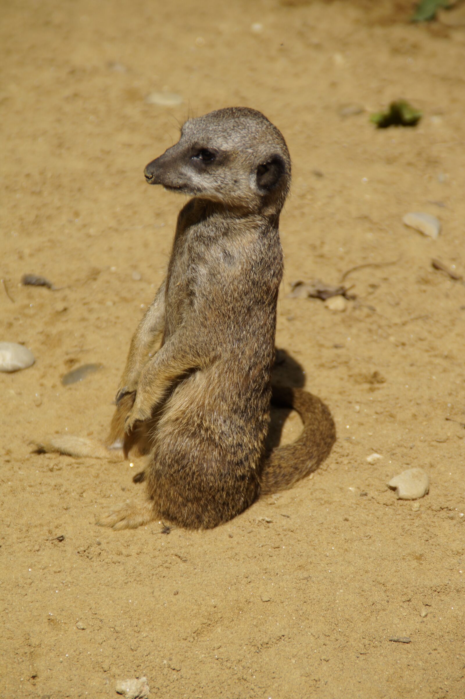 Sony SLT-A58 sample photo. Meerkat, cute, animal world photography