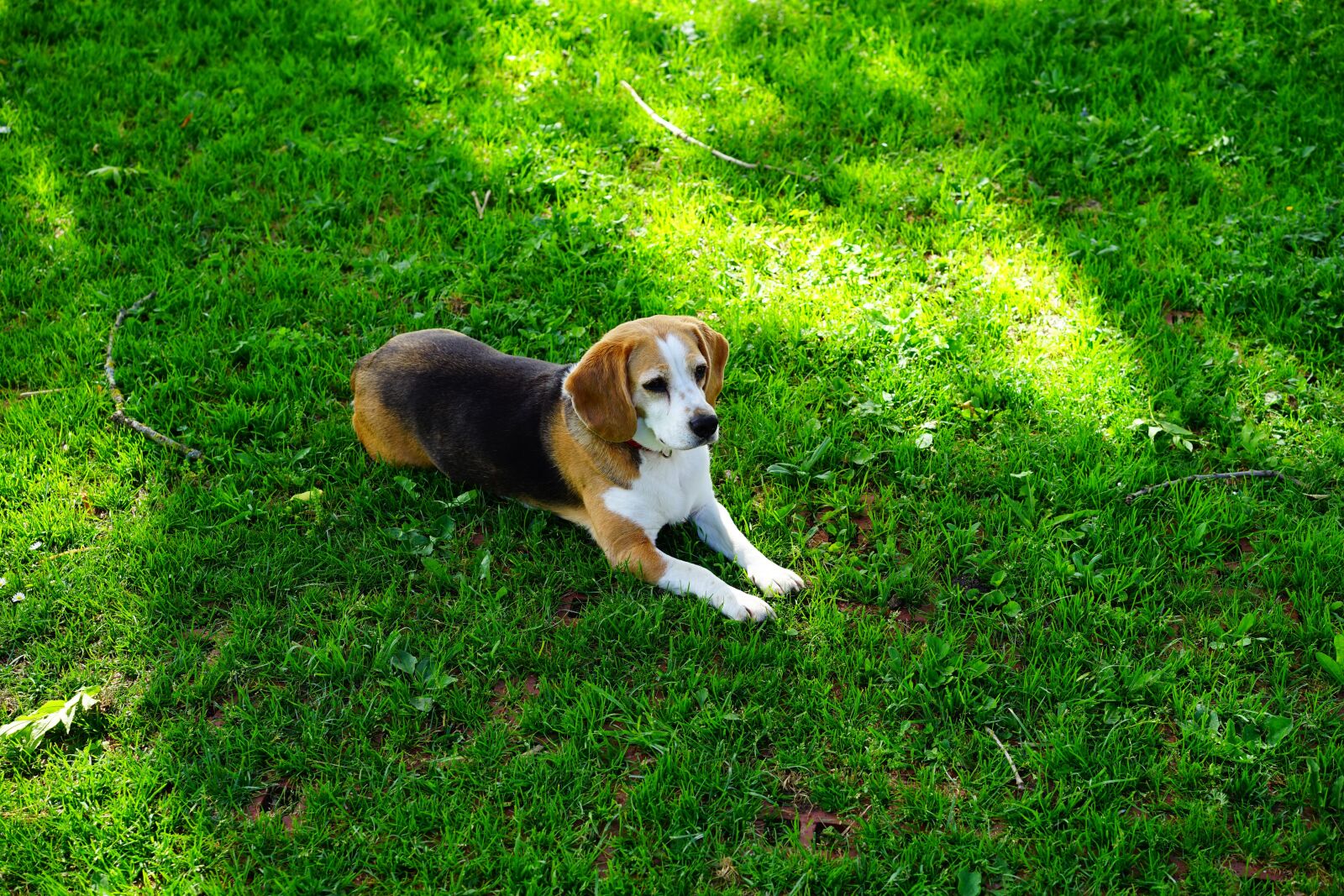 Sony a7 + Sony Sonnar T* FE 55mm F1.8 ZA sample photo. Beagle, dog, purebred dog photography