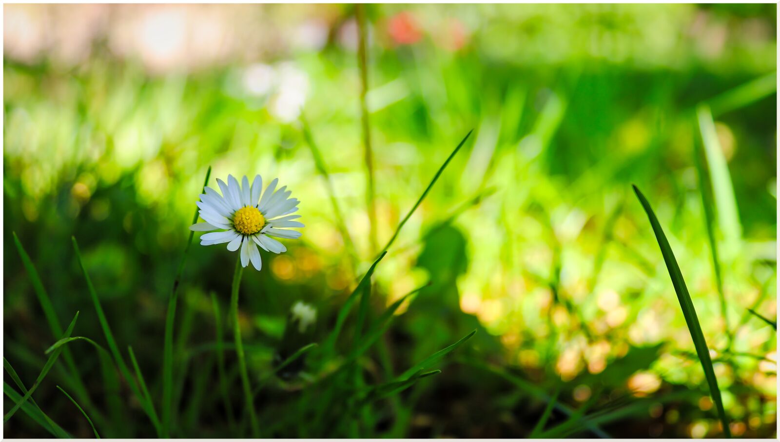 Canon EOS 200D (EOS Rebel SL2 / EOS Kiss X9) sample photo. Daisy, flower, meadow photography
