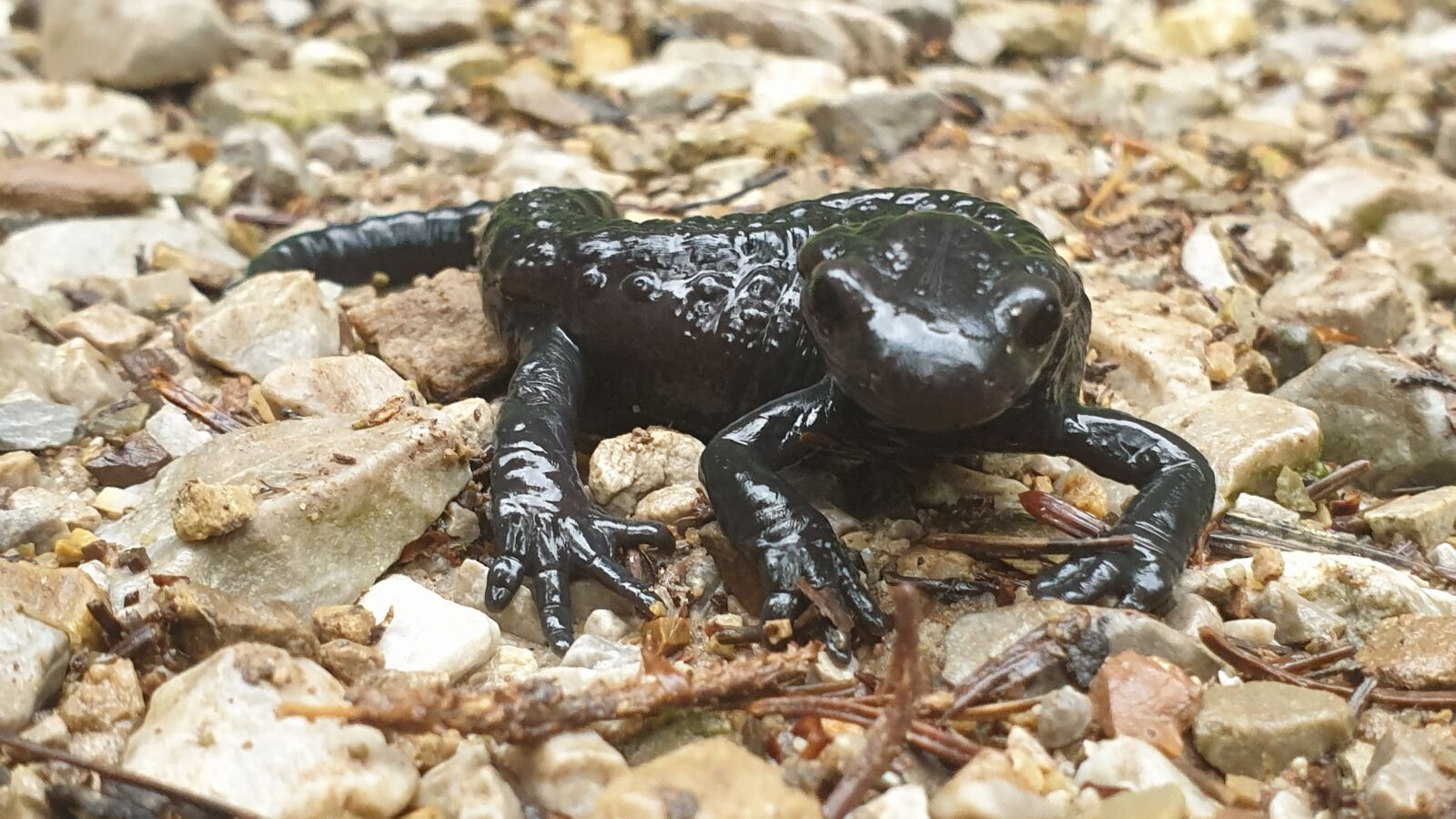 Samsung Galaxy S9+ sample photo. Alpine salamander, salamander, amphibian photography