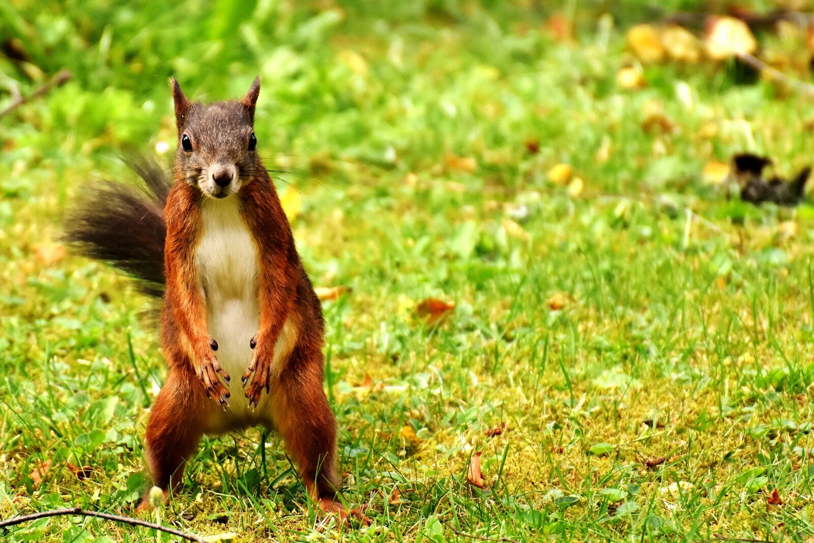 Nikon D7200 sample photo. Squirrel, nager, garden photography