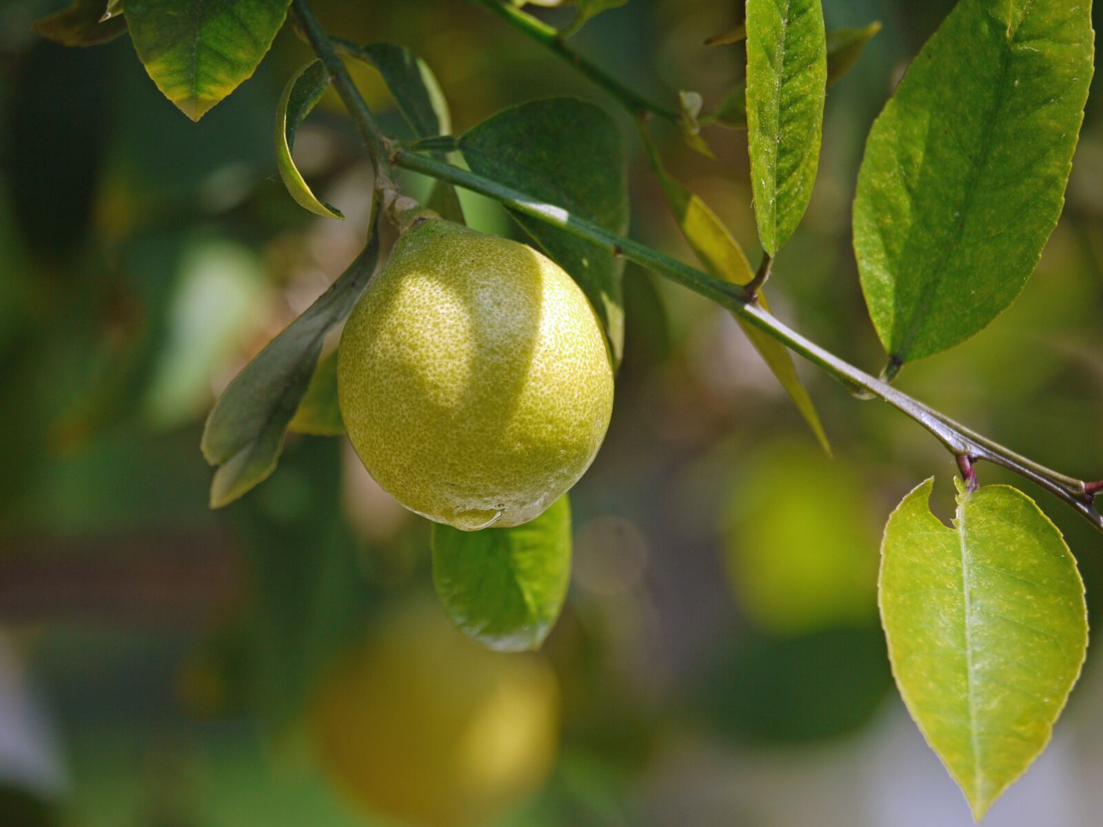 Panasonic Lumix DMC-G1 sample photo. Lemon tree, lemon, yellow photography