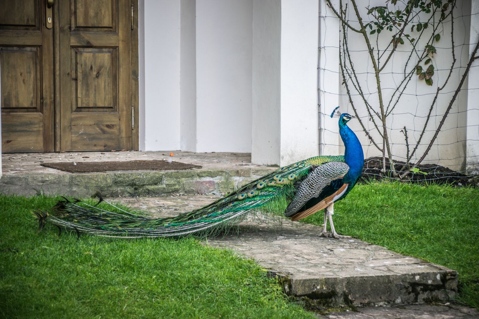 Nikon D5300 sample photo. Peacock, beauty, bird photography