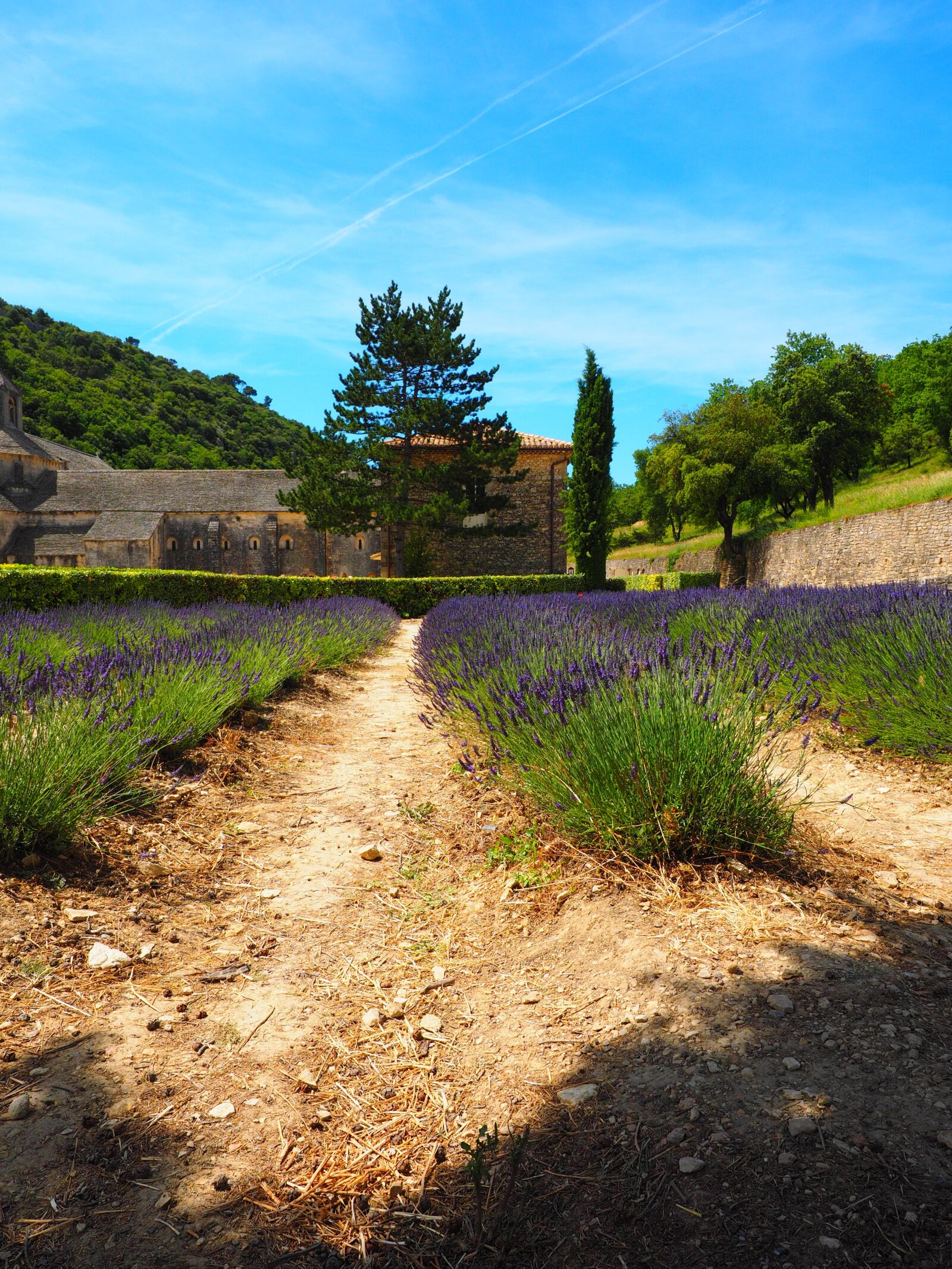 Olympus OM-D E-M1 + Olympus M.Zuiko Digital ED 12-40mm F2.8 Pro sample photo. Lavender, flowers, blue photography