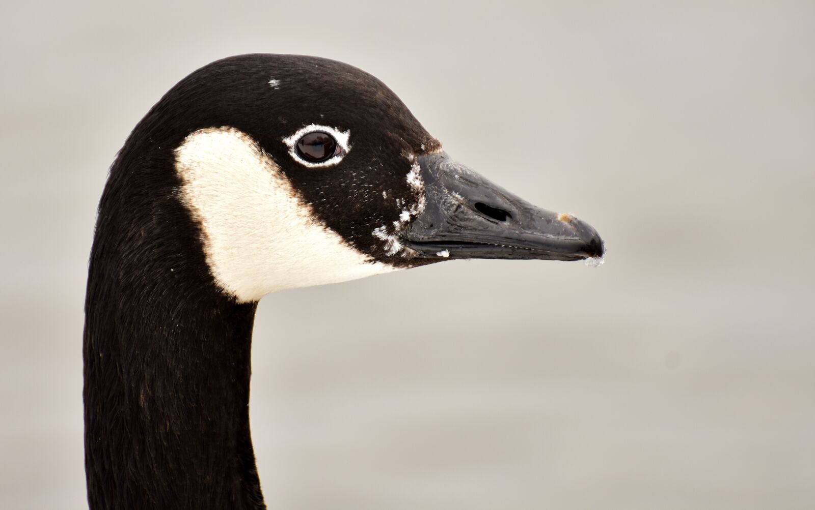 Nikon D7200 sample photo. Goose, water bird, wild photography