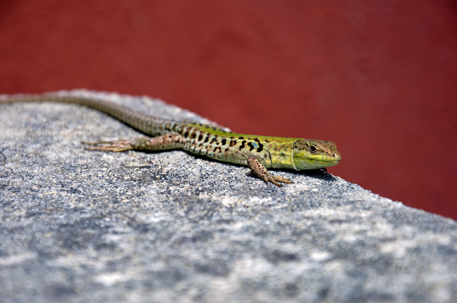 Nikon D3200 sample photo. The lizard, amphibian, nature photography