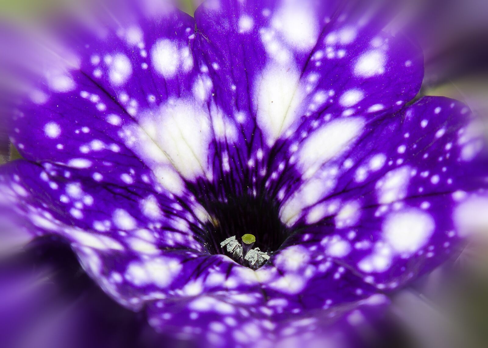 Canon EOS 50D + Canon EF 24-105mm F4L IS USM sample photo. Petunia, blossom, bloom photography