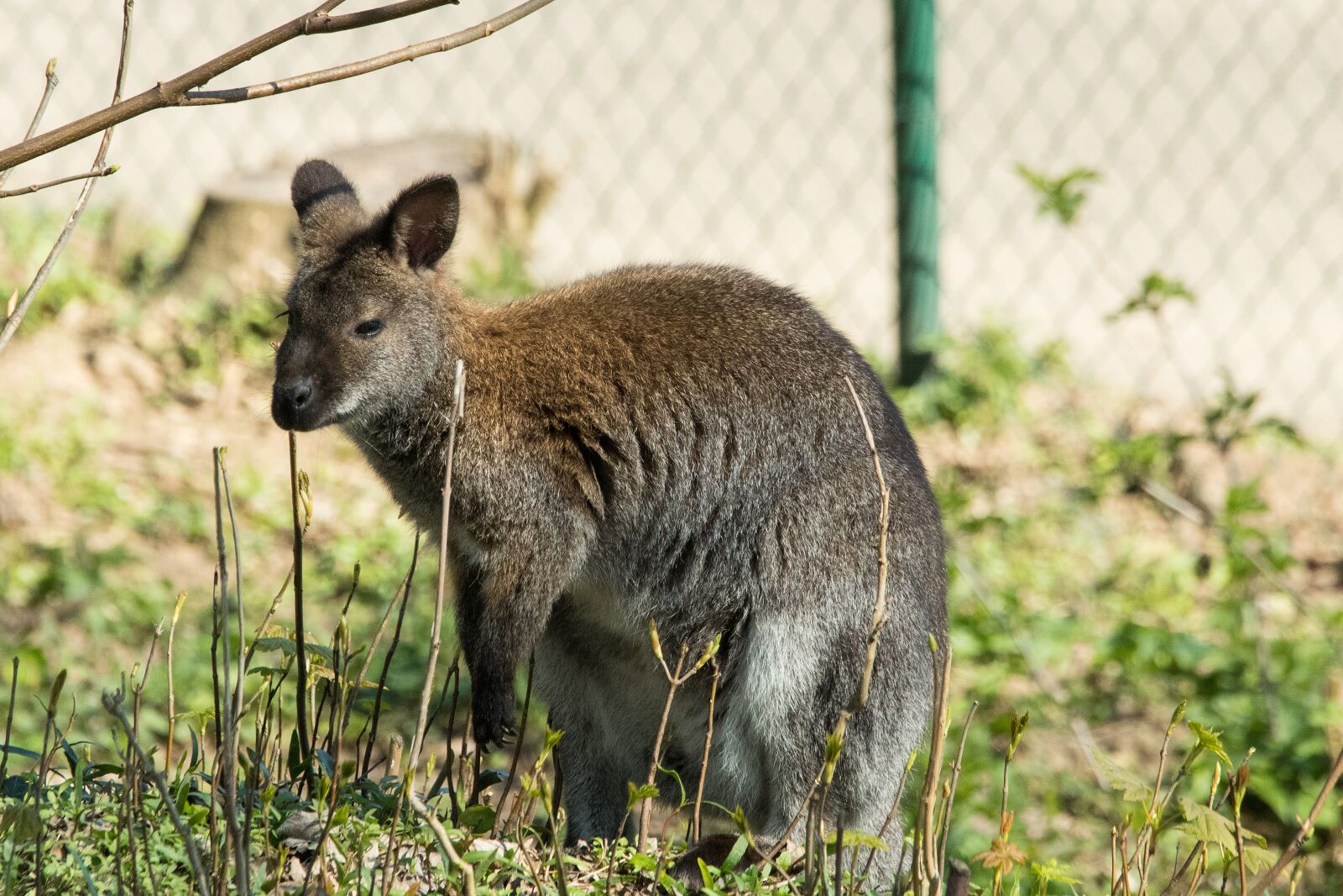 Canon EOS 80D sample photo. Kangaroo, zoo, animal photography