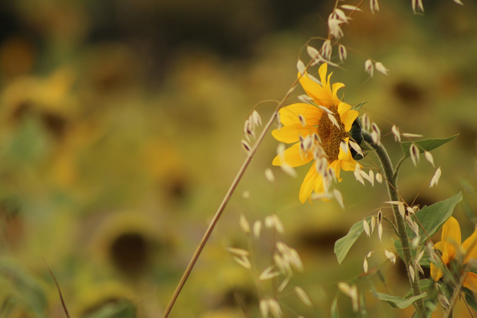 EF75-300mm f/4-5.6 sample photo. Sunflowers, field, flowers photography