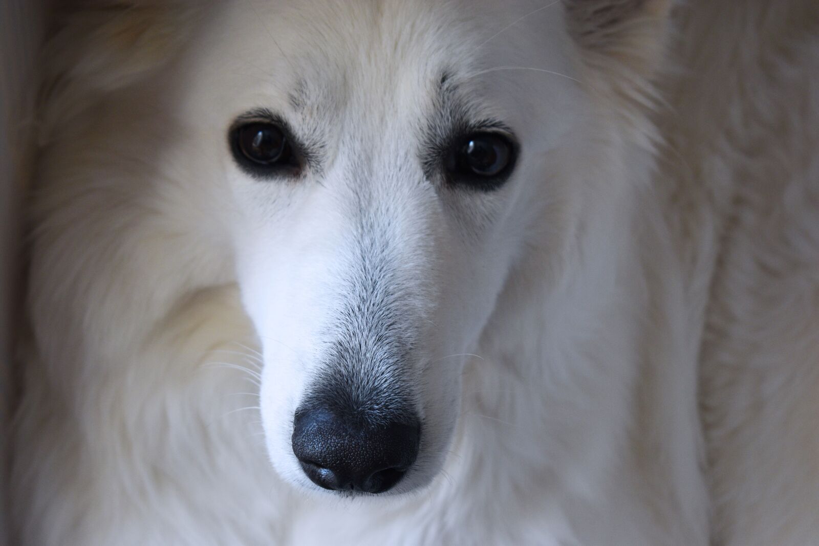 Nikon D5600 sample photo. Dog, white dog, pet photography