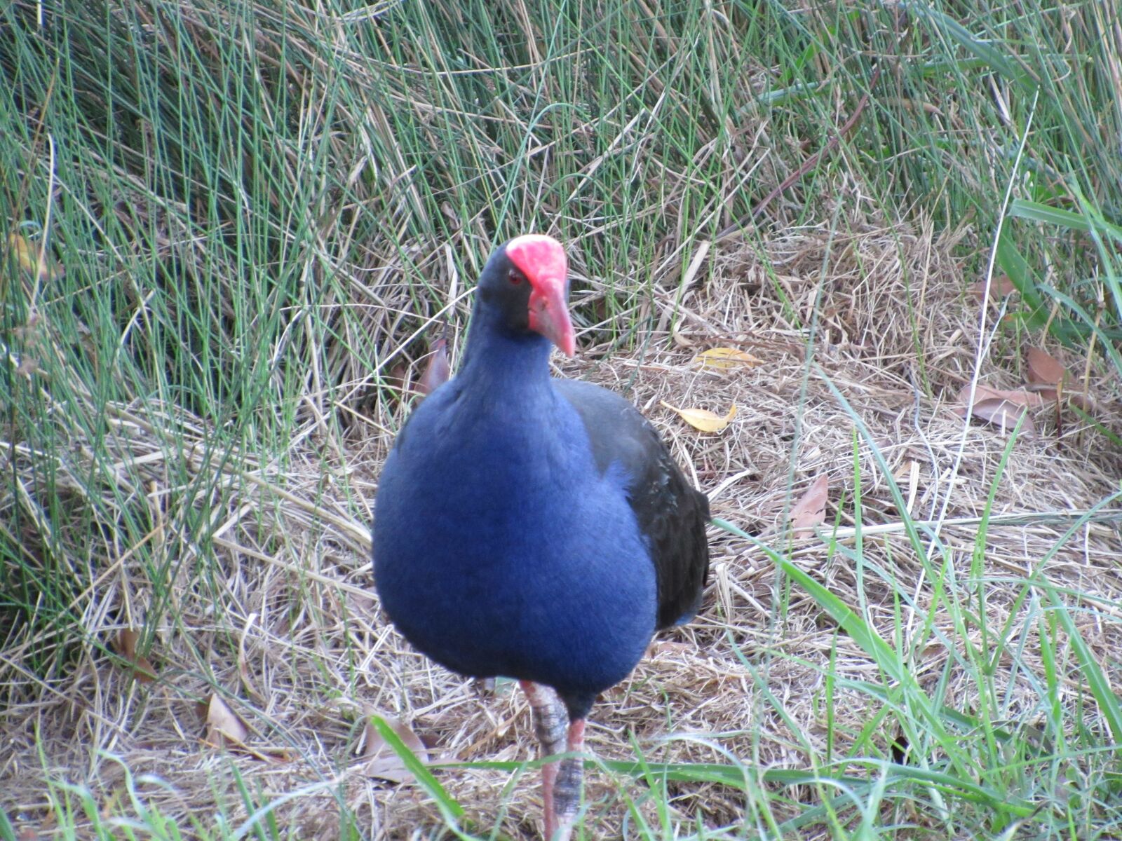 Canon PowerShot SX530 HS sample photo. Australia, botanic, garden photography