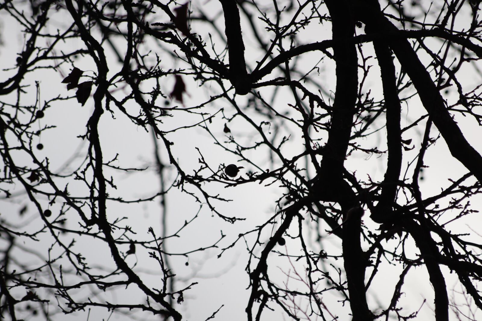 Canon EOS 250D (EOS Rebel SL3 / EOS Kiss X10 / EOS 200D II) sample photo. Bird, black, white photography