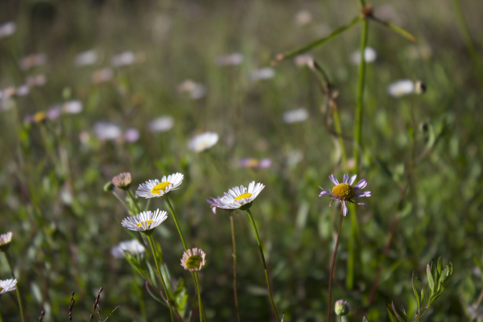 Canon EOS 600D (Rebel EOS T3i / EOS Kiss X5) sample photo. Flower, daisy, nature photography
