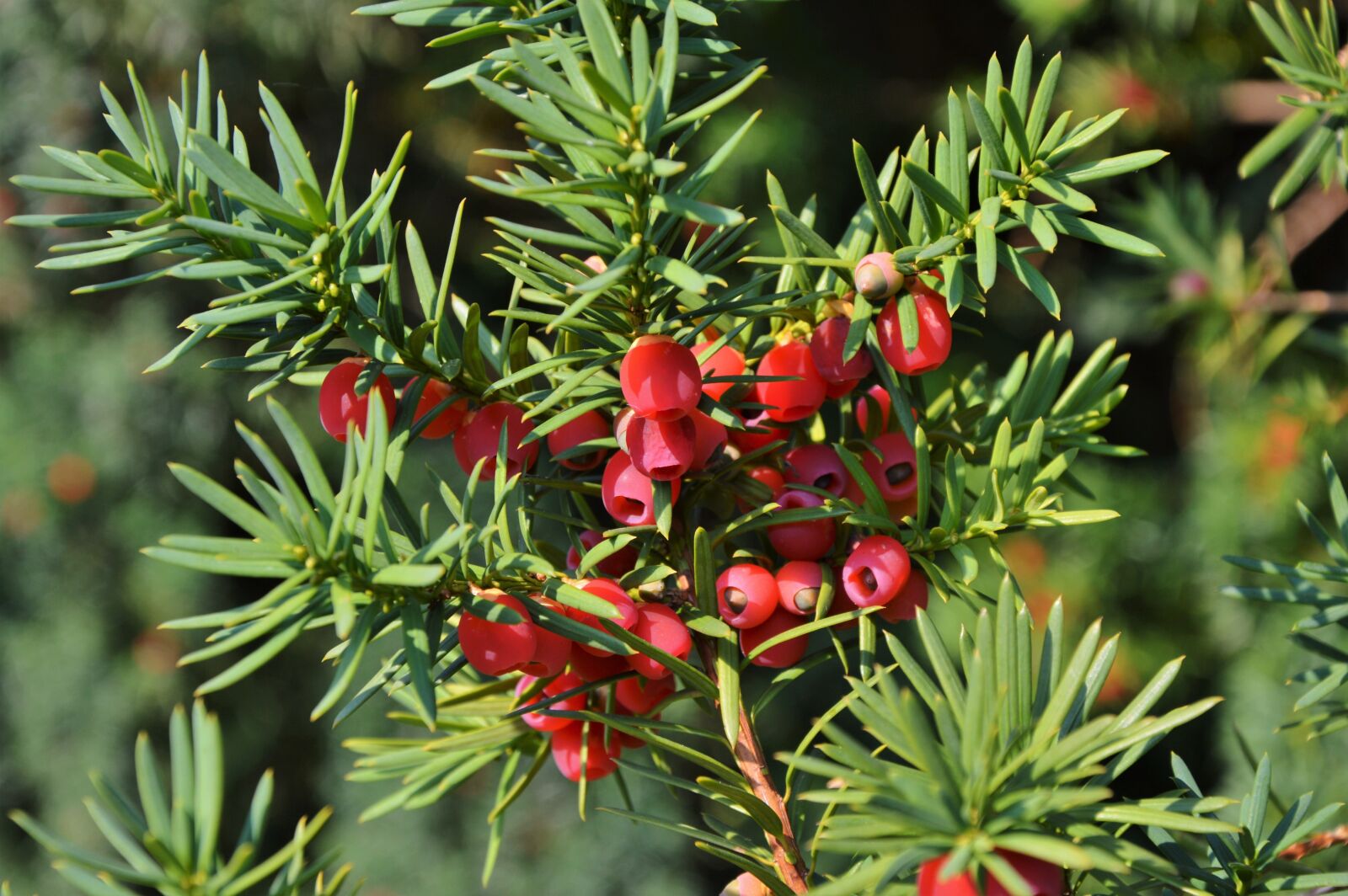 Nikon D3200 sample photo. Yew, bush, fruit photography