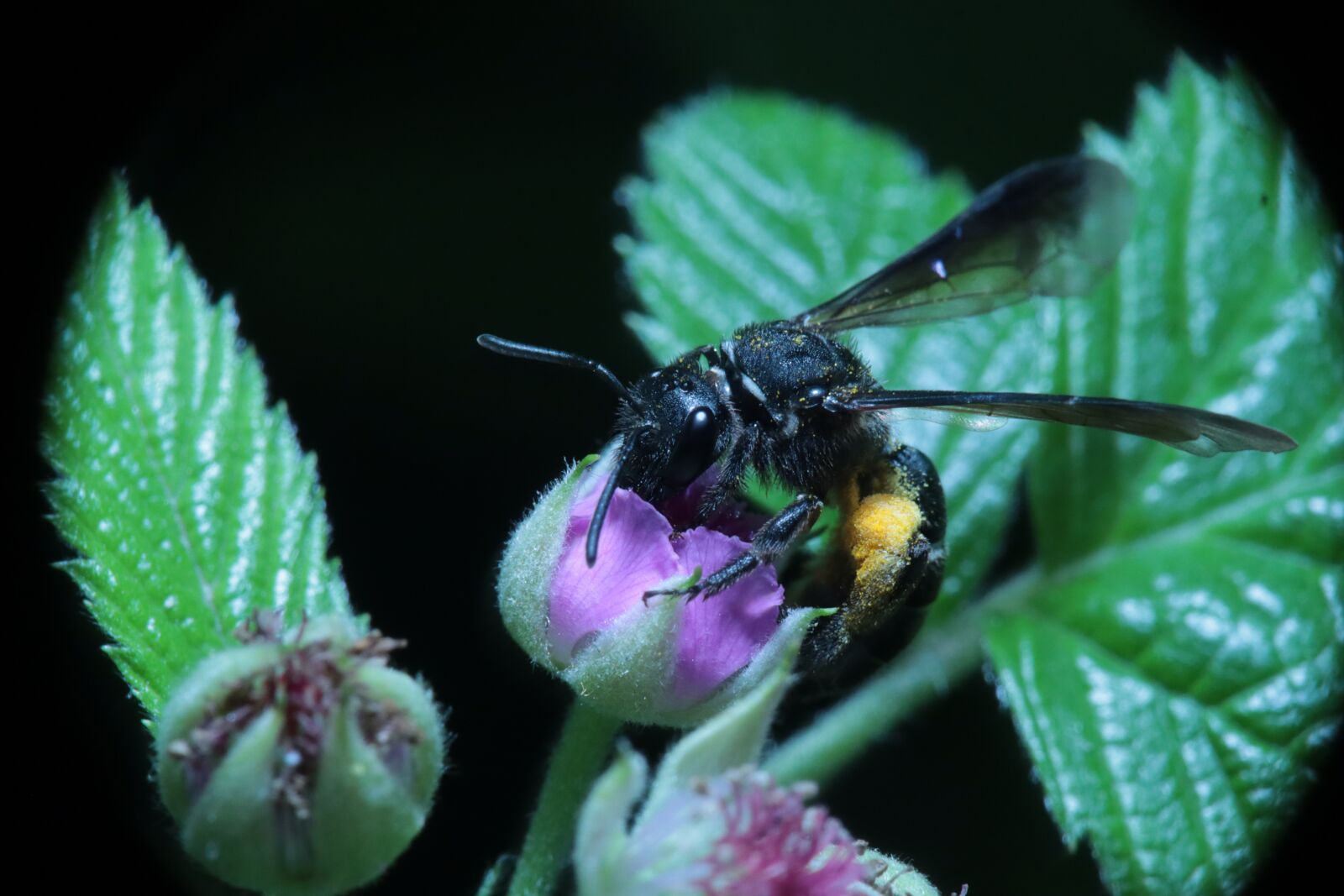Canon EOS M50 (EOS Kiss M) sample photo. Insects, garden, pollination photography