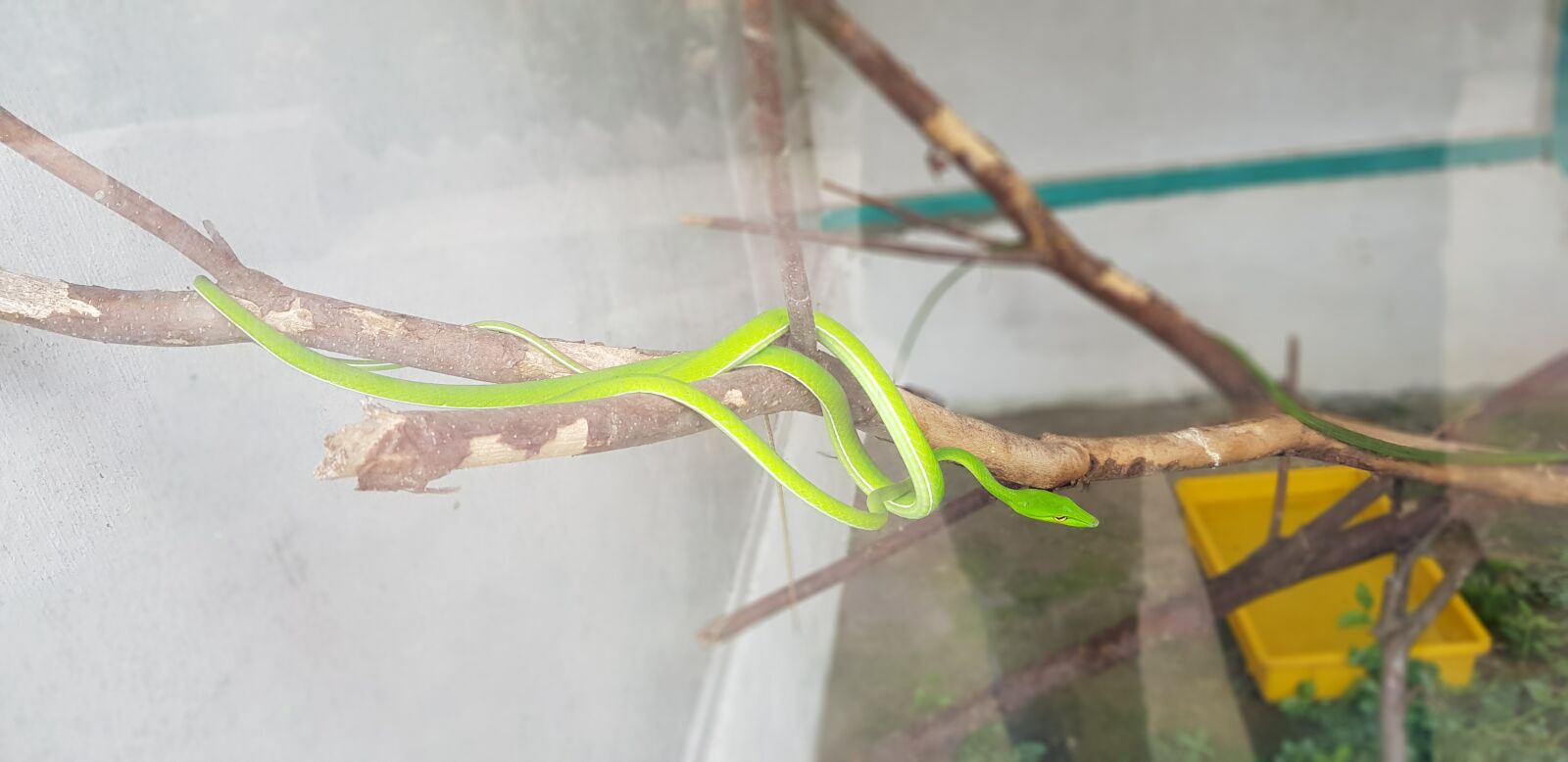 Samsung Galaxy S8+ sample photo. Snake, malaysia, sharp photography