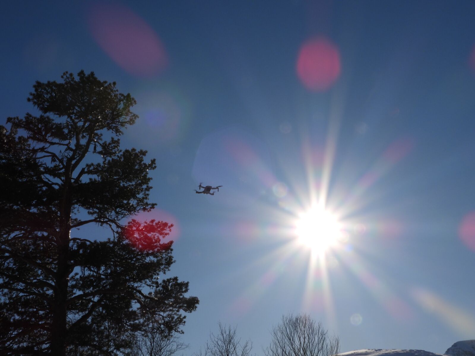 Nikon Coolpix P1000 sample photo. Drone, sun, pine tree photography