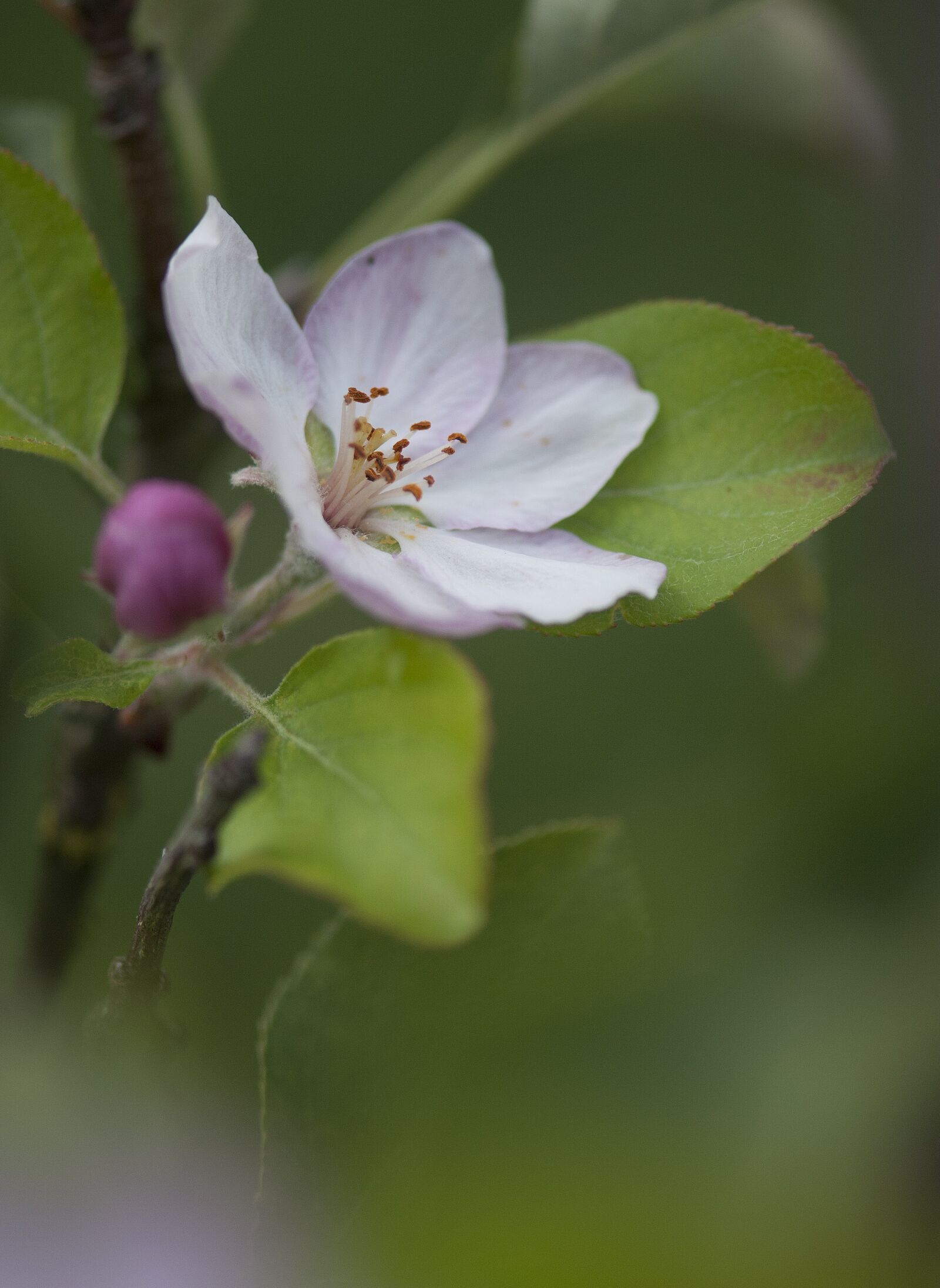 Nikon D80 sample photo. Flower, flowers, tree photography