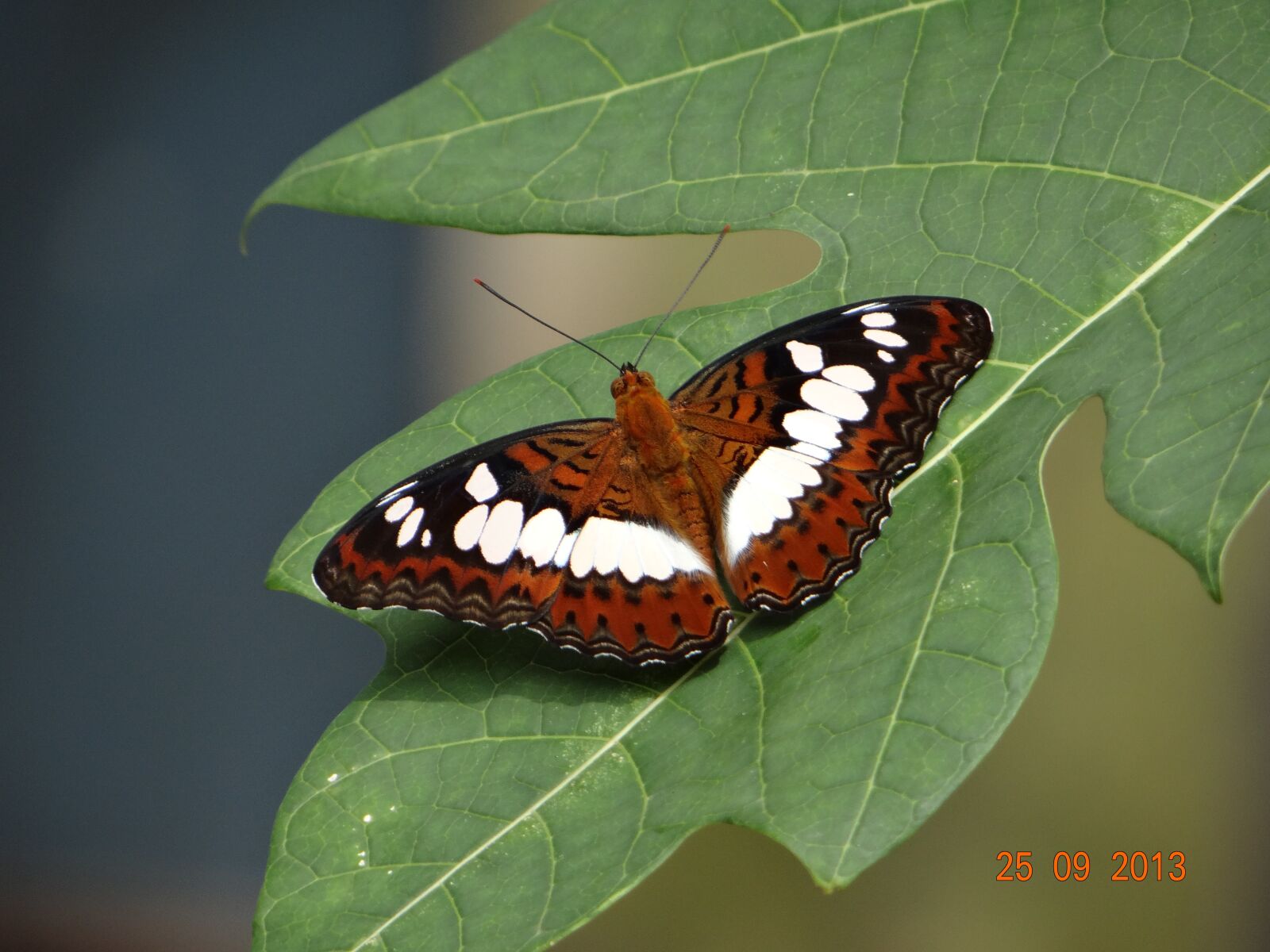 Sony DSC-HX200V sample photo. Butterfly, colorful, nature photography