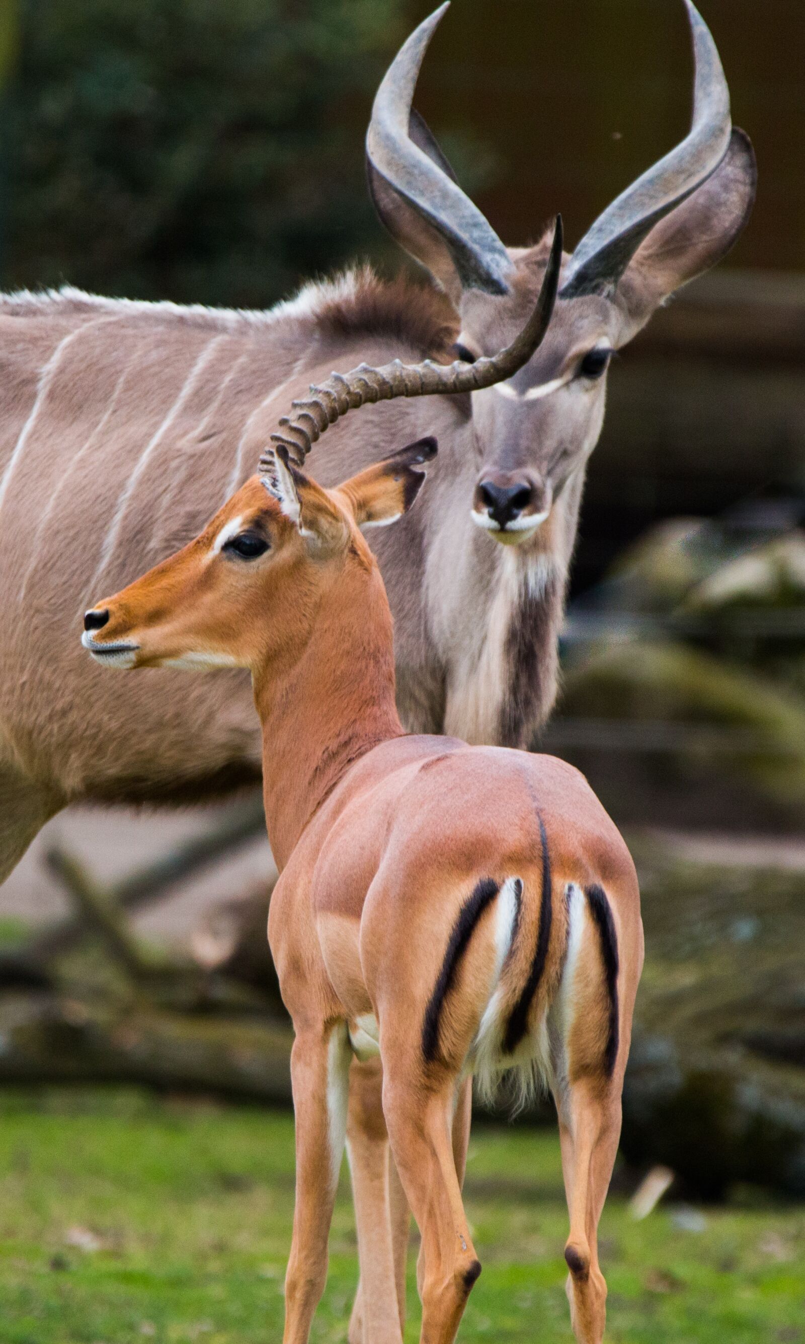 150-600mm F5-6.3 DG OS HSM | Contemporary 015 sample photo. Large kudu, antelope, africa photography