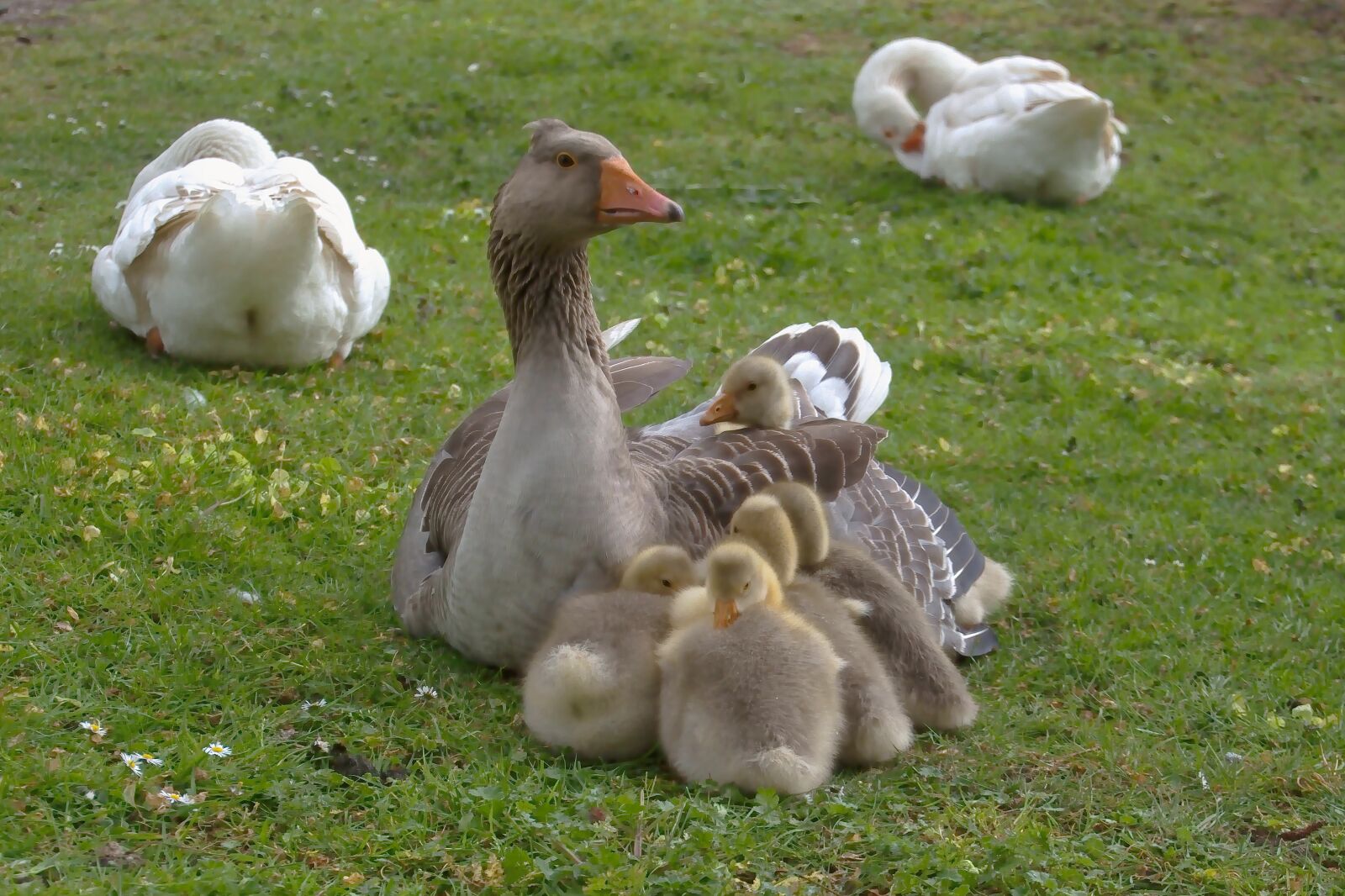 Nikon D5600 sample photo. Wild geese, goose family photography