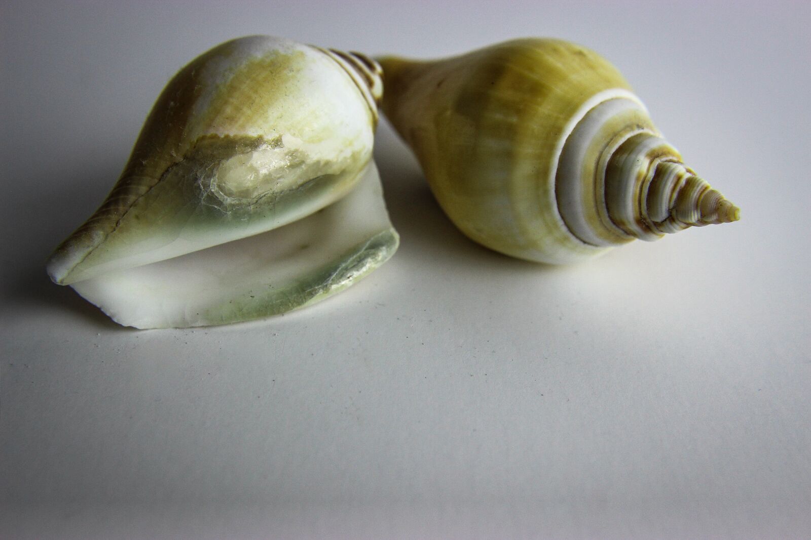 Canon EOS 600D (Rebel EOS T3i / EOS Kiss X5) sample photo. Shellfish, shell, snail photography