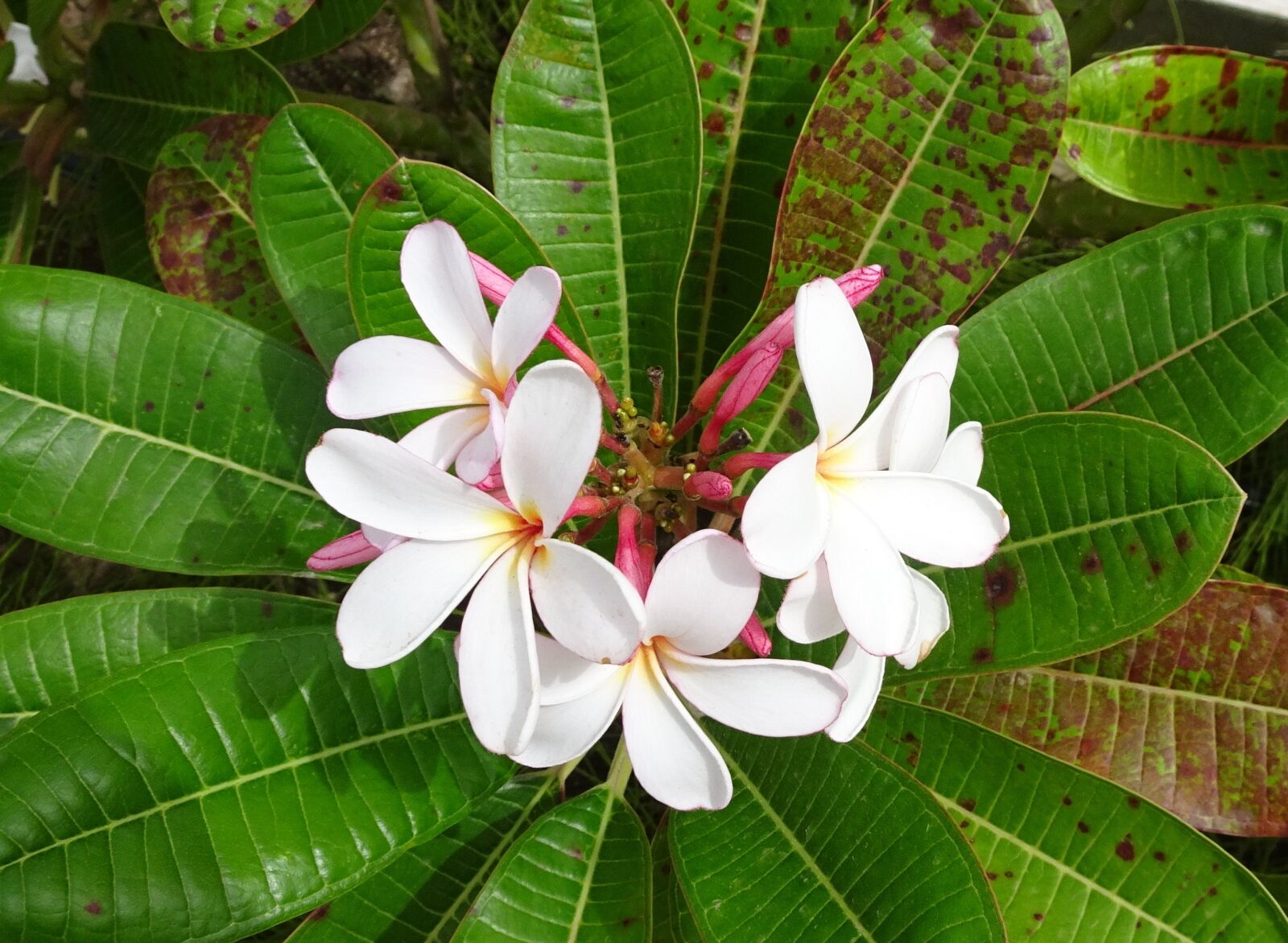 Sony Cyber-shot DSC-HX90V sample photo. Plumeria, flower, tropical photography
