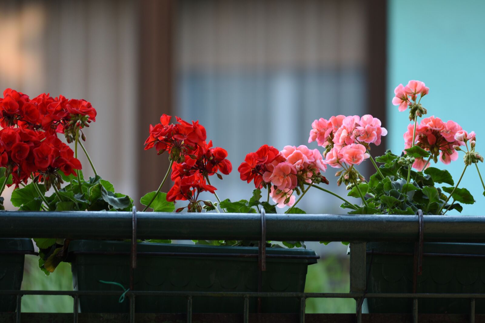 Nikon D750 sample photo. Geraniums, gardens, spring photography