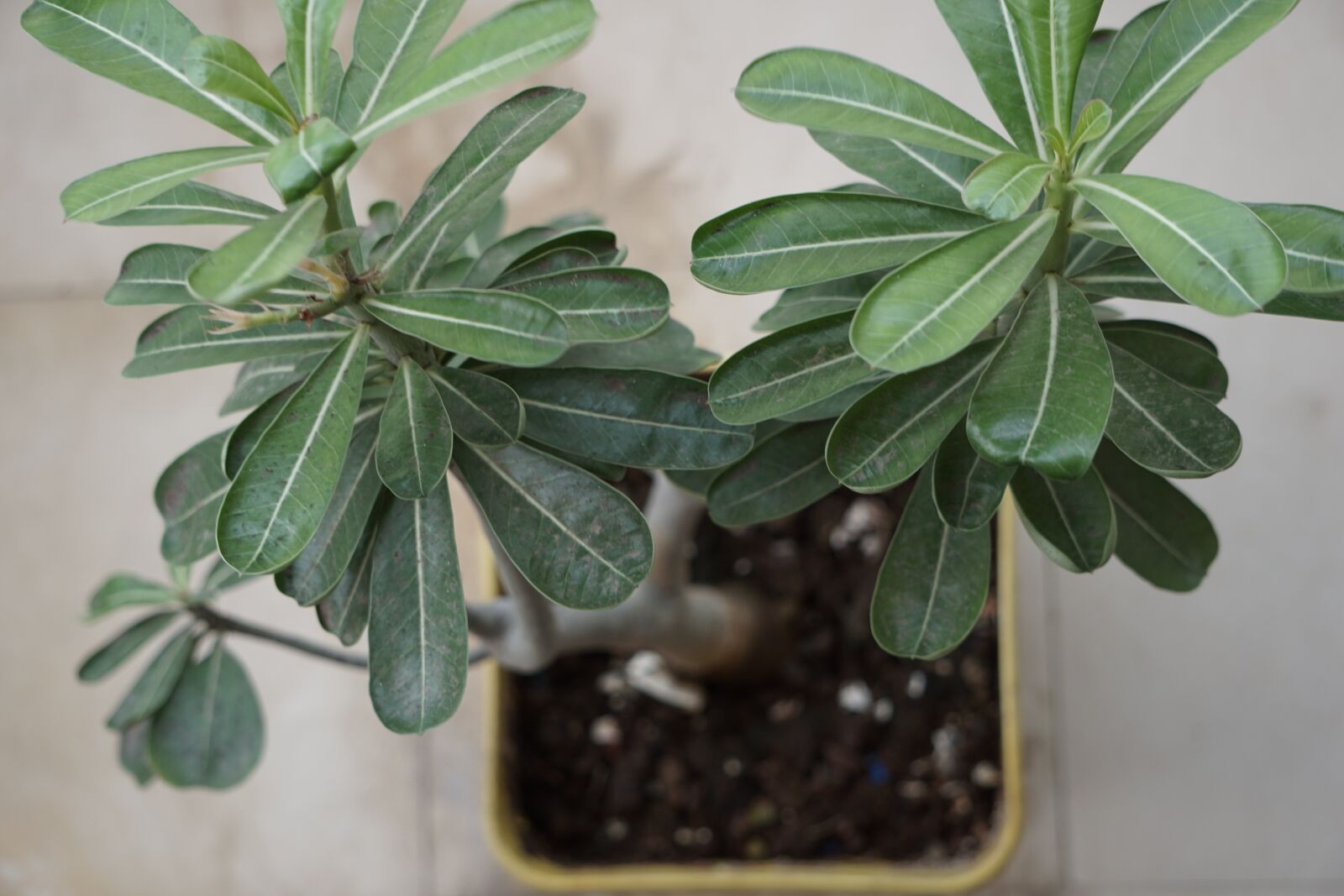 Sony E 55-210mm F4.5-6.3 OSS sample photo. Plant, macro, green photography