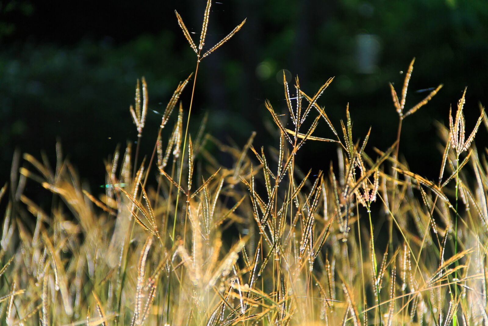 Canon EOS 7D sample photo. Natural, grass, spring photography