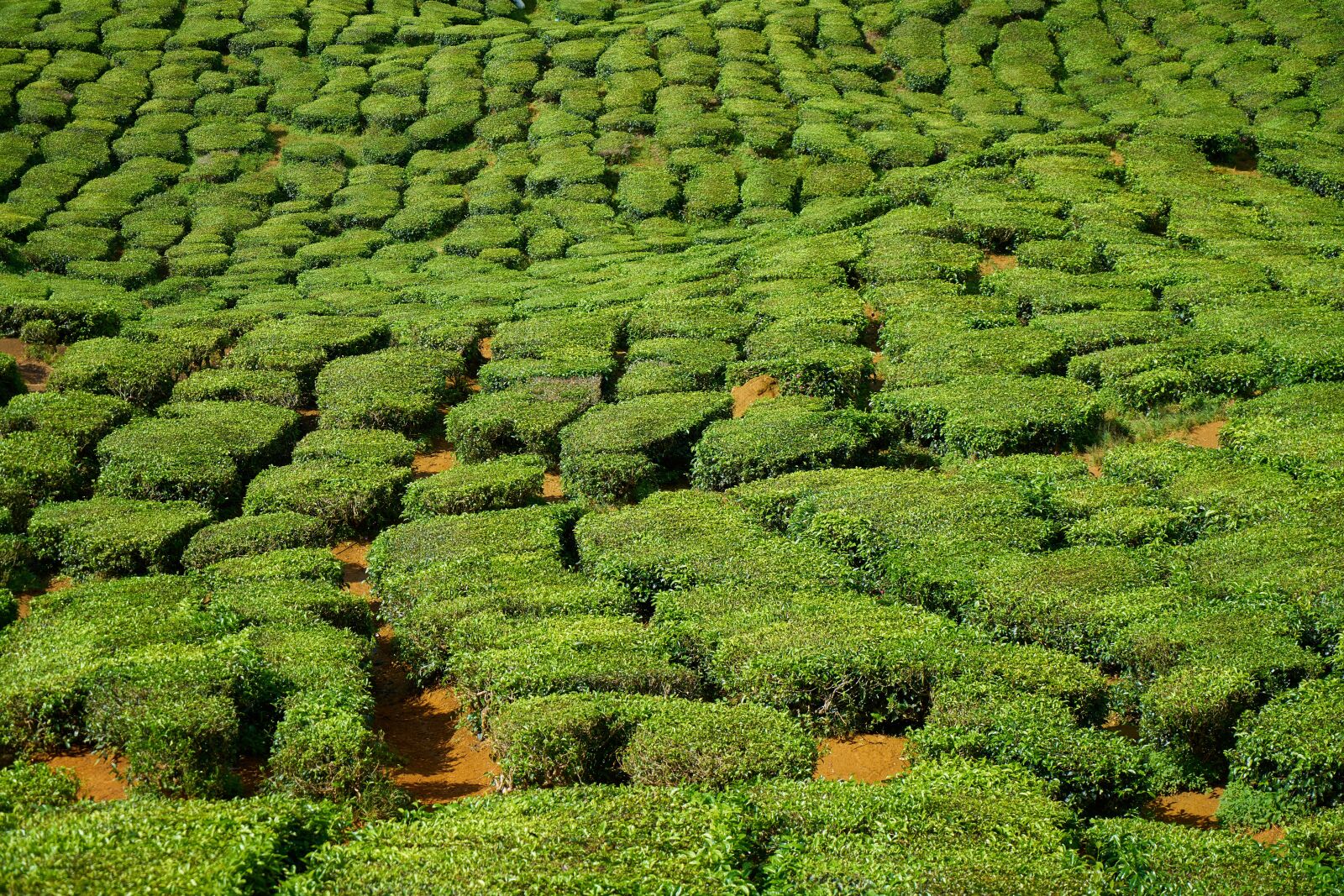 Sony a7R II sample photo. Tea, field, tiny tree photography