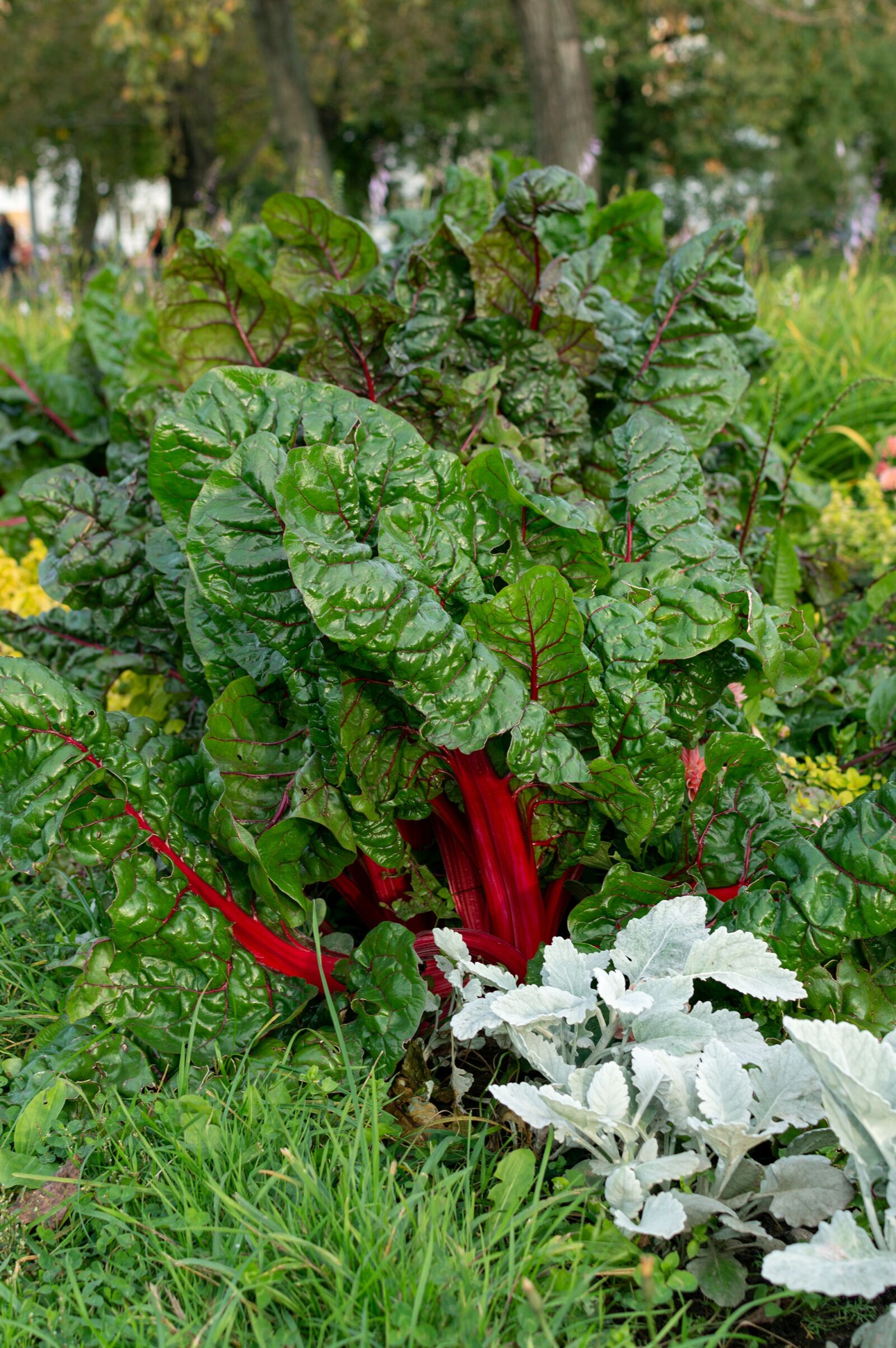 Nikon D3200 sample photo. Chard, flower bed, planting photography
