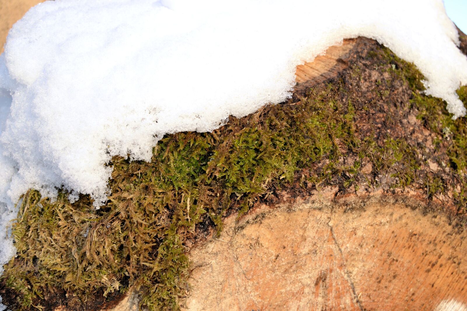 Nikon D3100 sample photo. Log, grain, moss photography