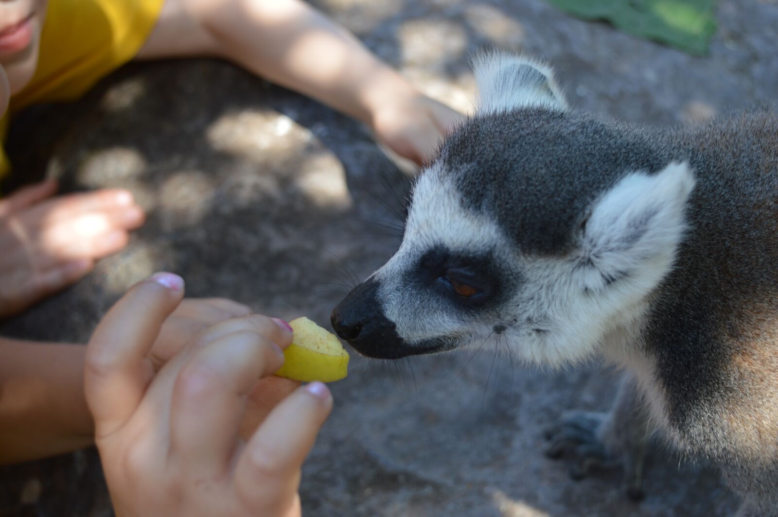 Nikon D3200 sample photo. Lemur, animal, zoo photography