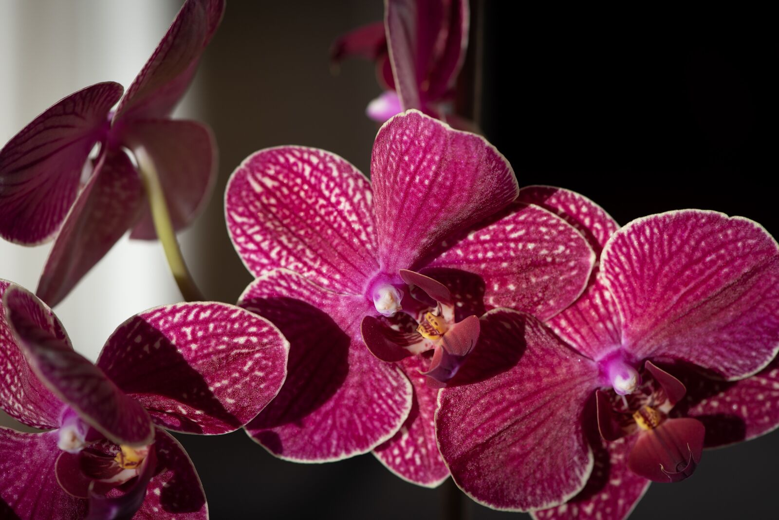 Nikon D750 sample photo. Orchid, flower, flowers photography