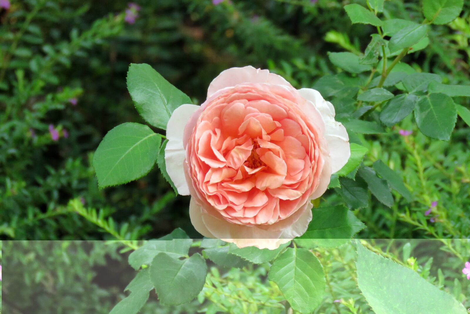 Canon PowerShot SX60 HS sample photo. Rose, garden, flowers photography