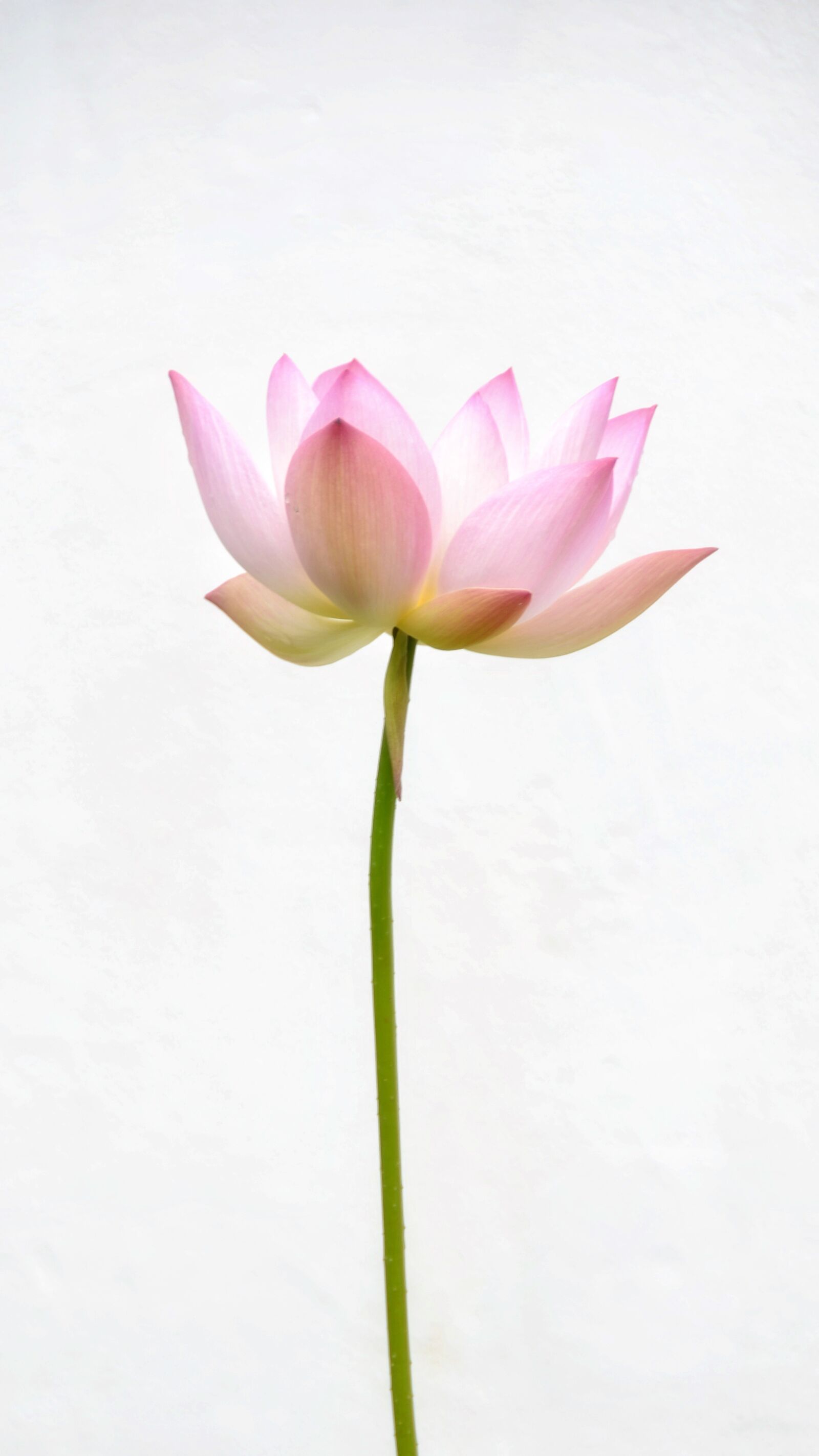 Nikon D3100 sample photo. Flower, red, lotus photography