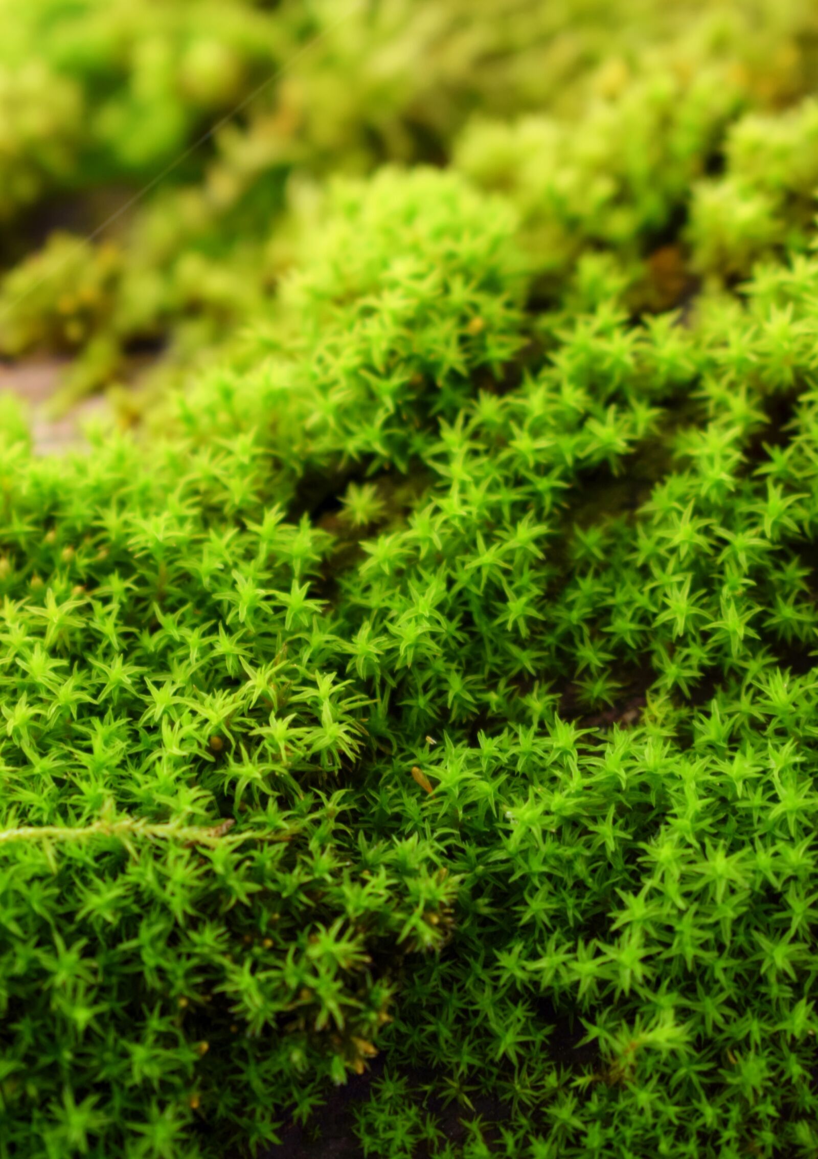 Nikon D3300 sample photo. Green, nature, moss photography