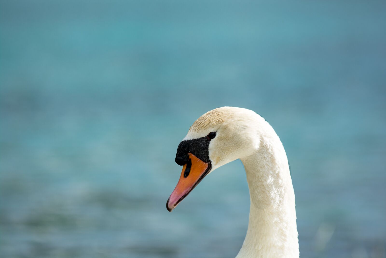 Nikon D7100 sample photo. Swan, water bird, animal photography