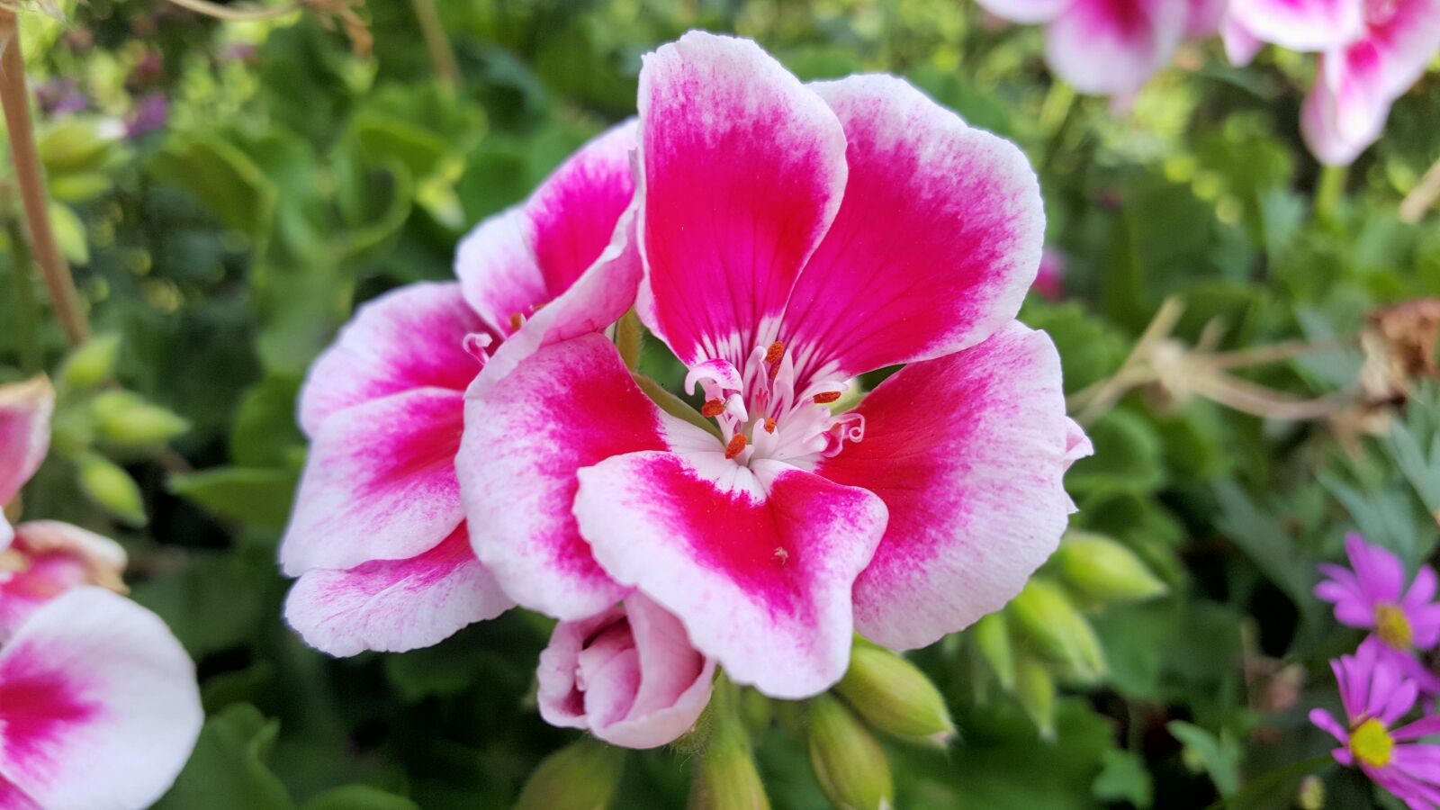 Samsung Galaxy Note5 sample photo. Spring, flowers, geranium photography
