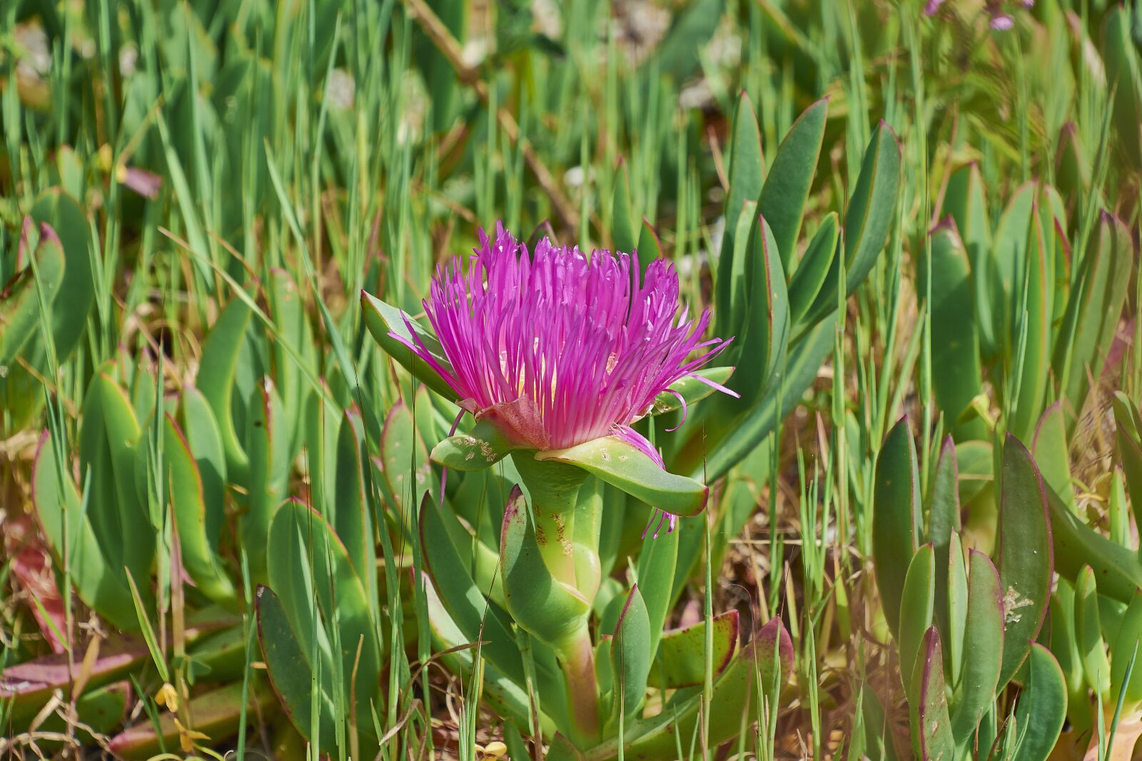 Nikon D7200 sample photo. Flower, garden, flowers photography