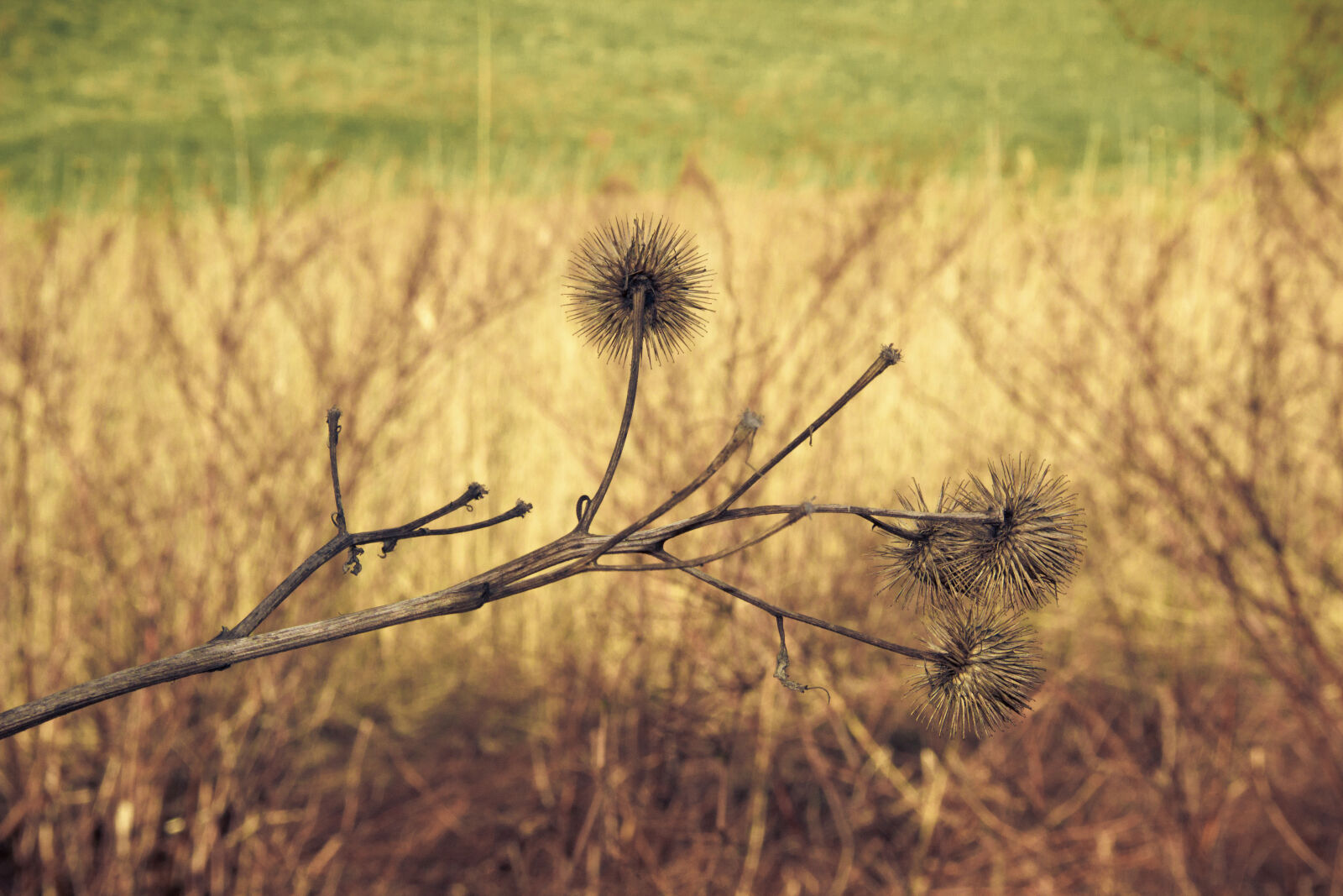 Canon EOS 600D (Rebel EOS T3i / EOS Kiss X5) sample photo. Branch, dry, spikes photography
